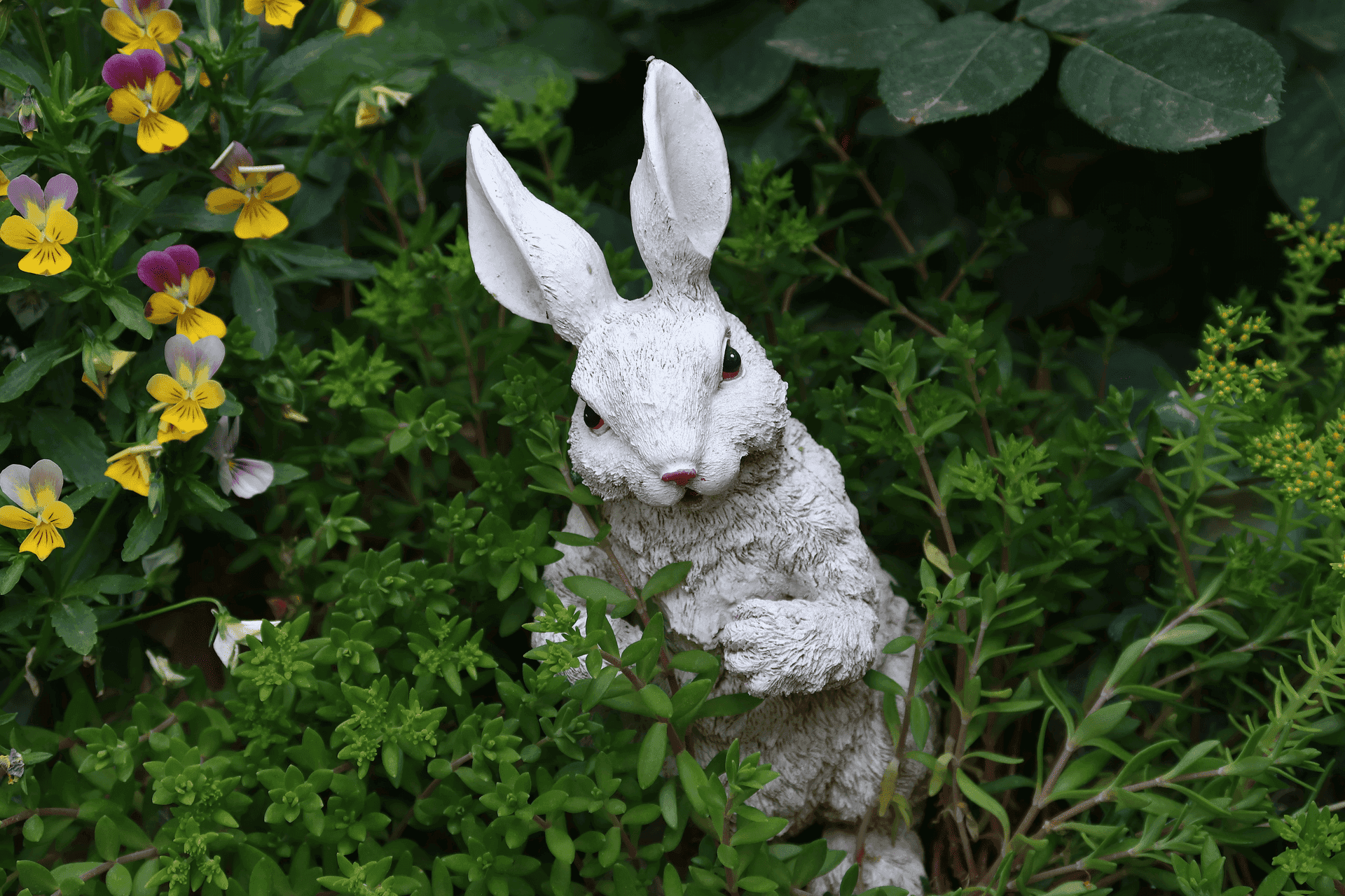 cover-best-of-jcun-6 (https://unsplash.com/photos/a-rabbit-in-a-garden-sb-5OB5qrwU)