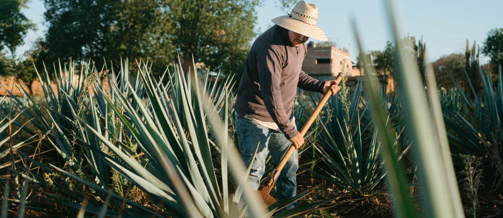 blue weber agave harvesting