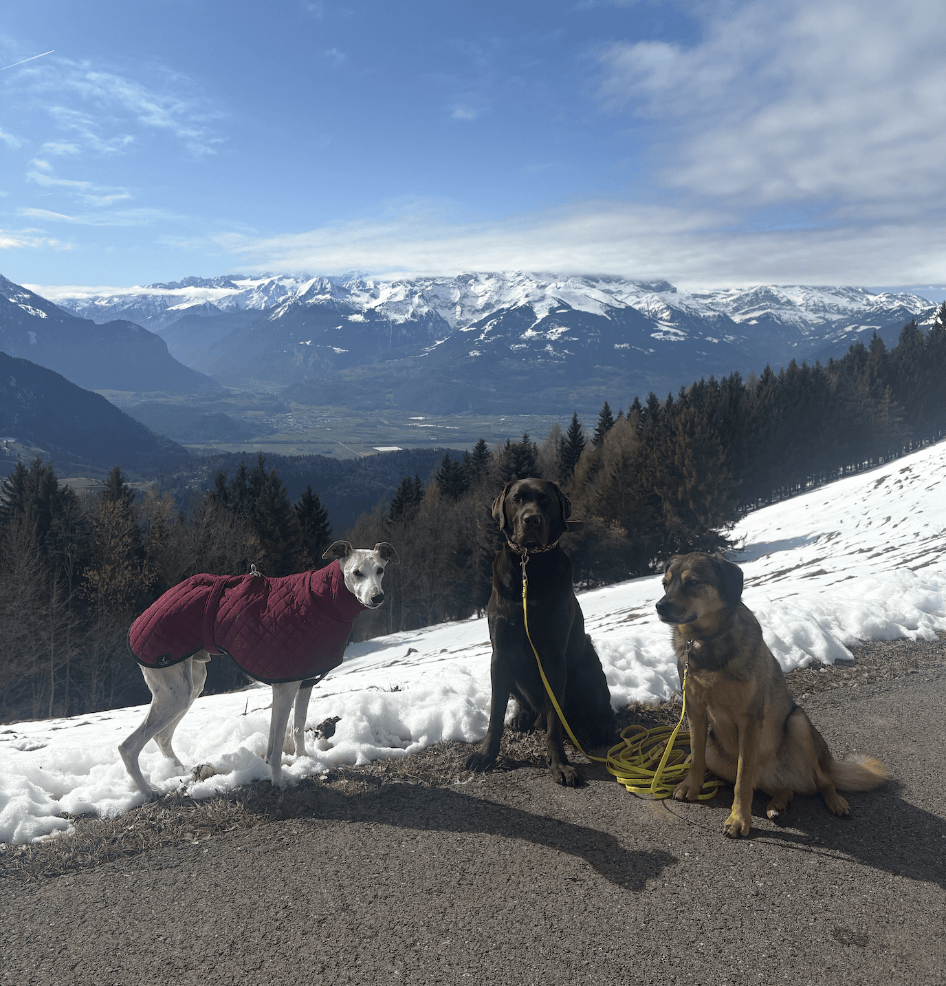dogs in the mounatins