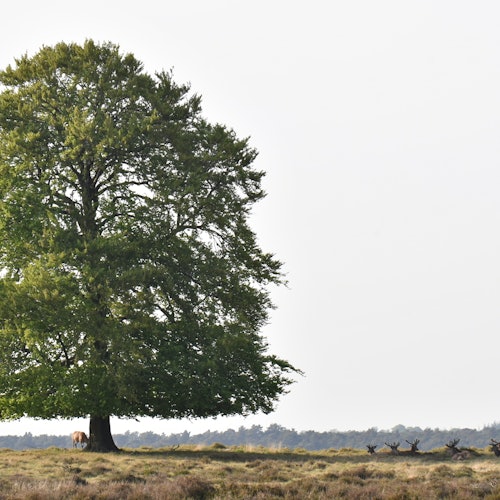 広々とした草原に一本の大きなオークの木が立っており、その下には一頭の鹿が佇み、遠くには数頭の鹿が休んでいます。