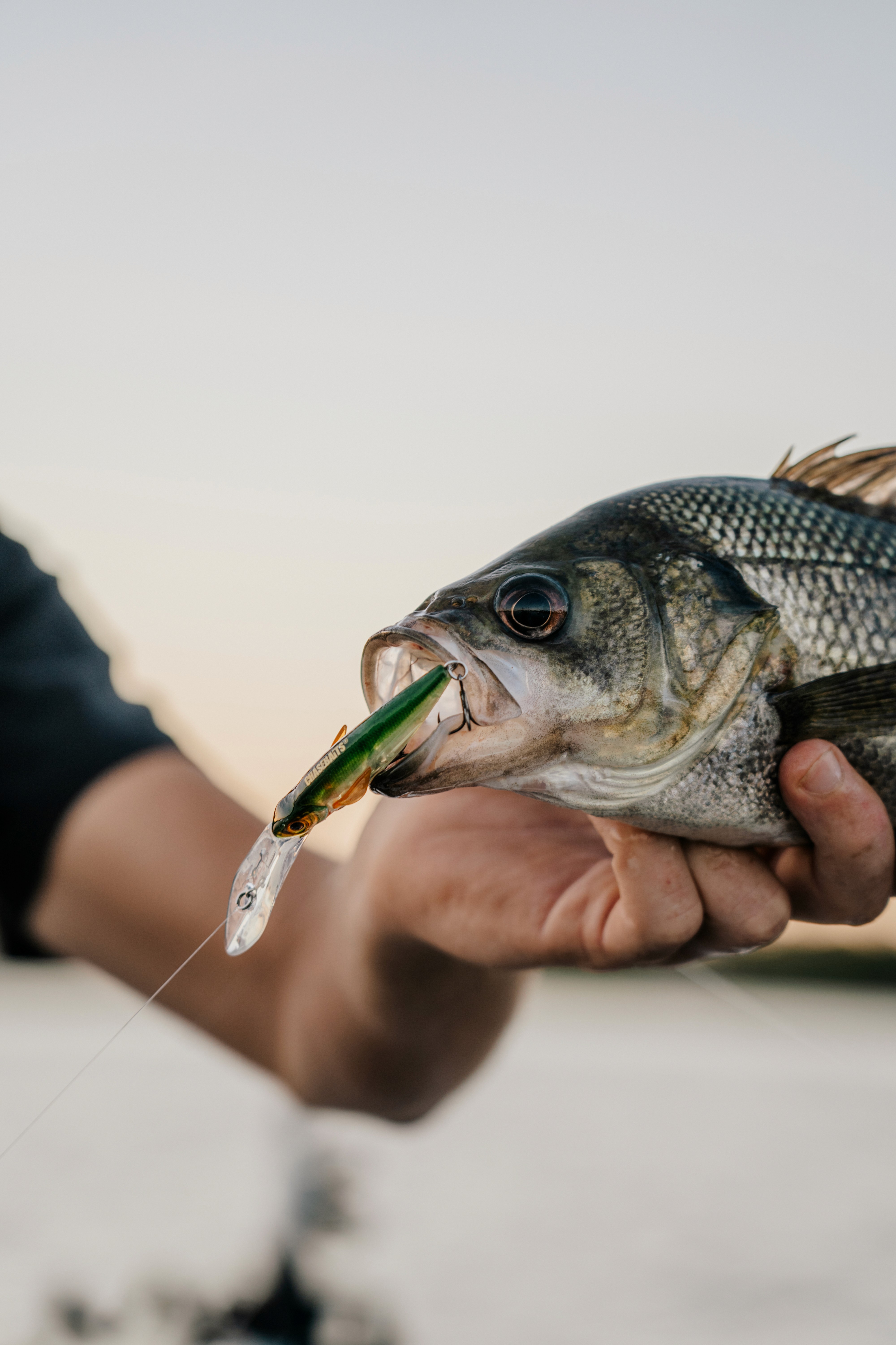 Chasebaits Australia Cover