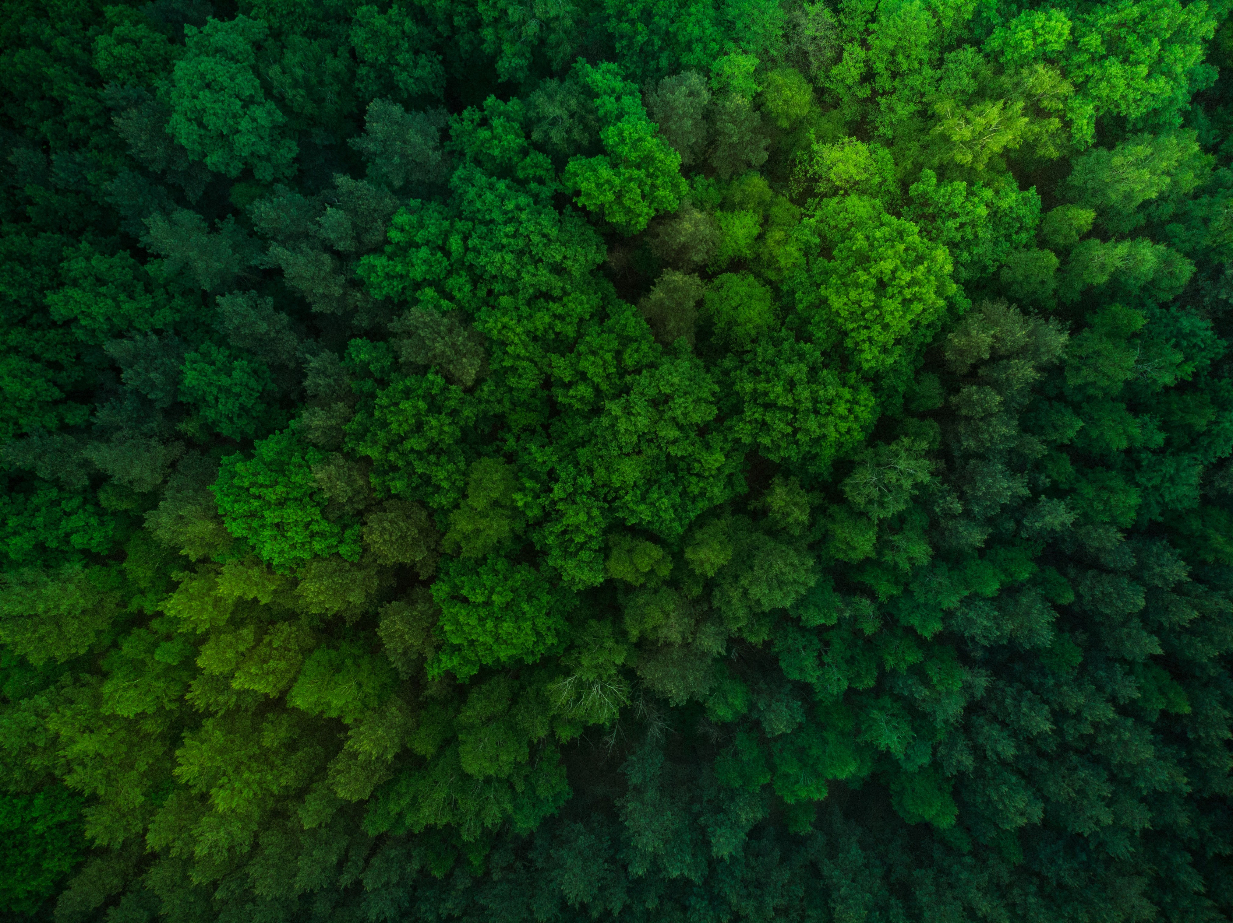 Topdown shot of green forest