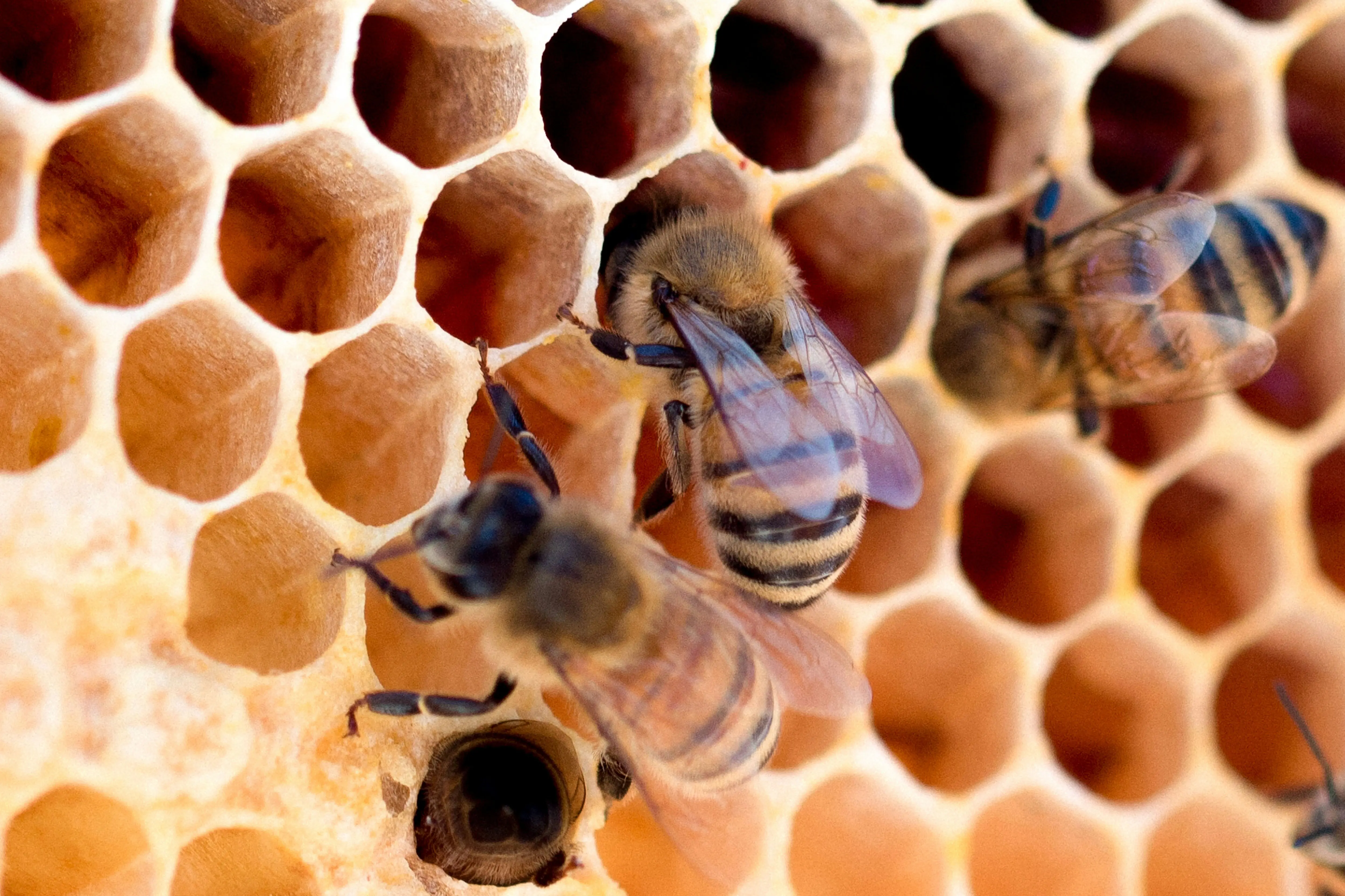 Several honeybees on a slab of honeycomb