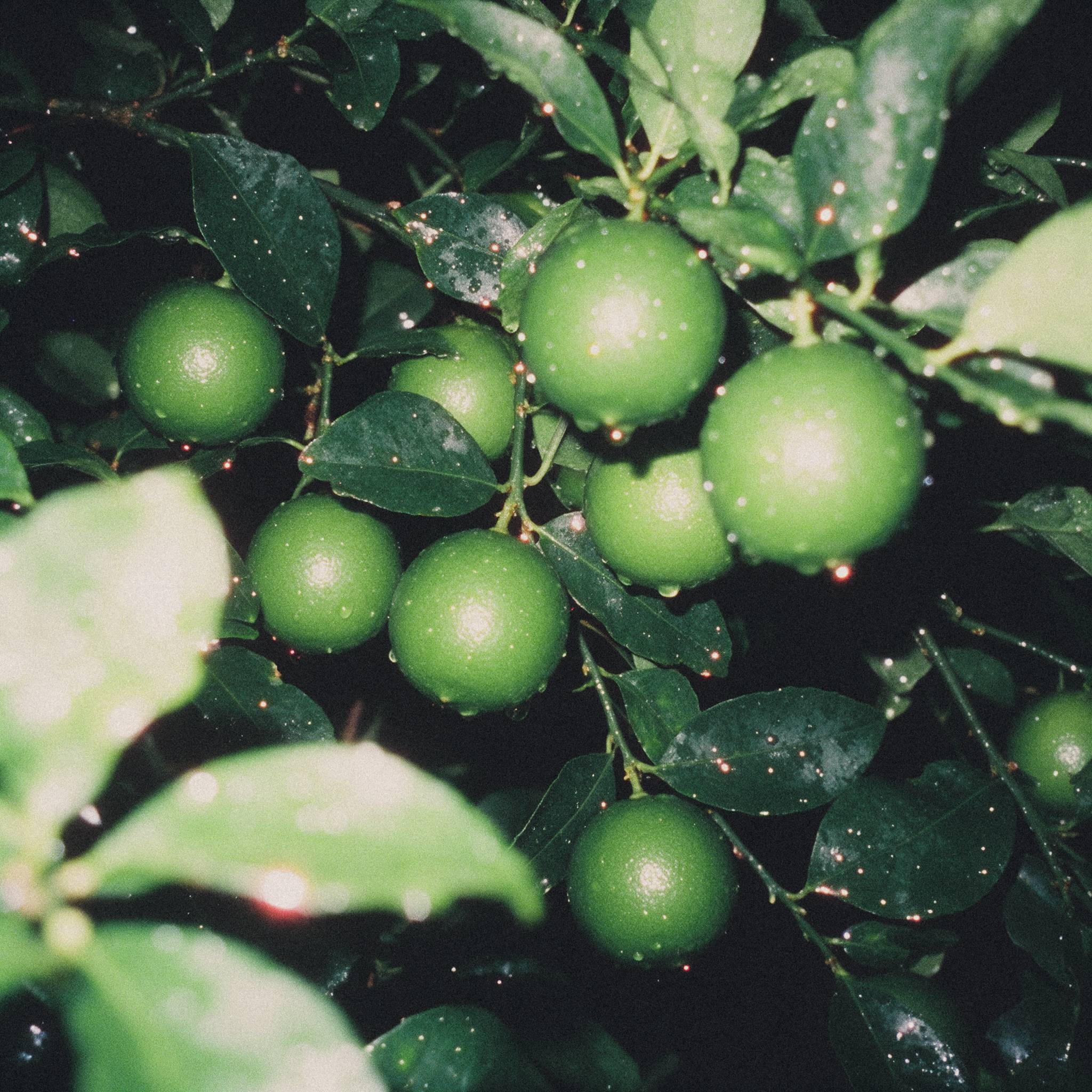 Limes on the tree among dark leaves lit by flash at night
