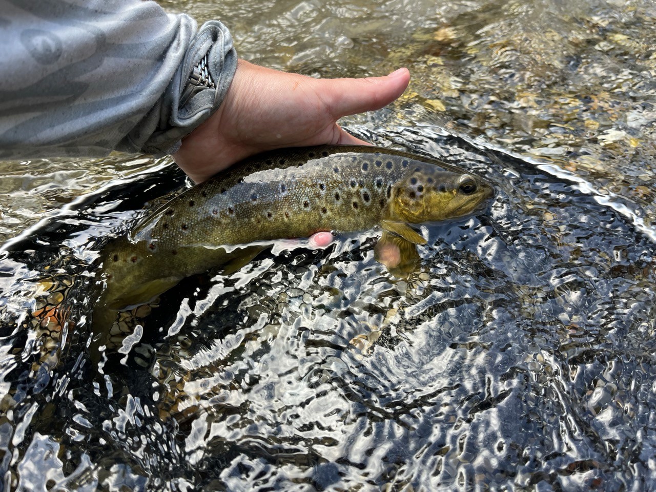 Wild trout canyon Val Roya