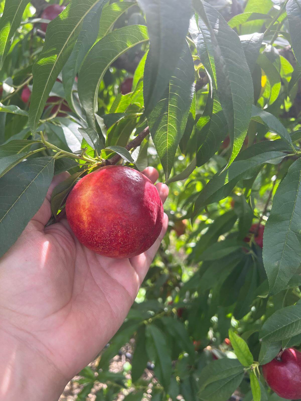 Vibrant red nectarines, quality check during harvest.