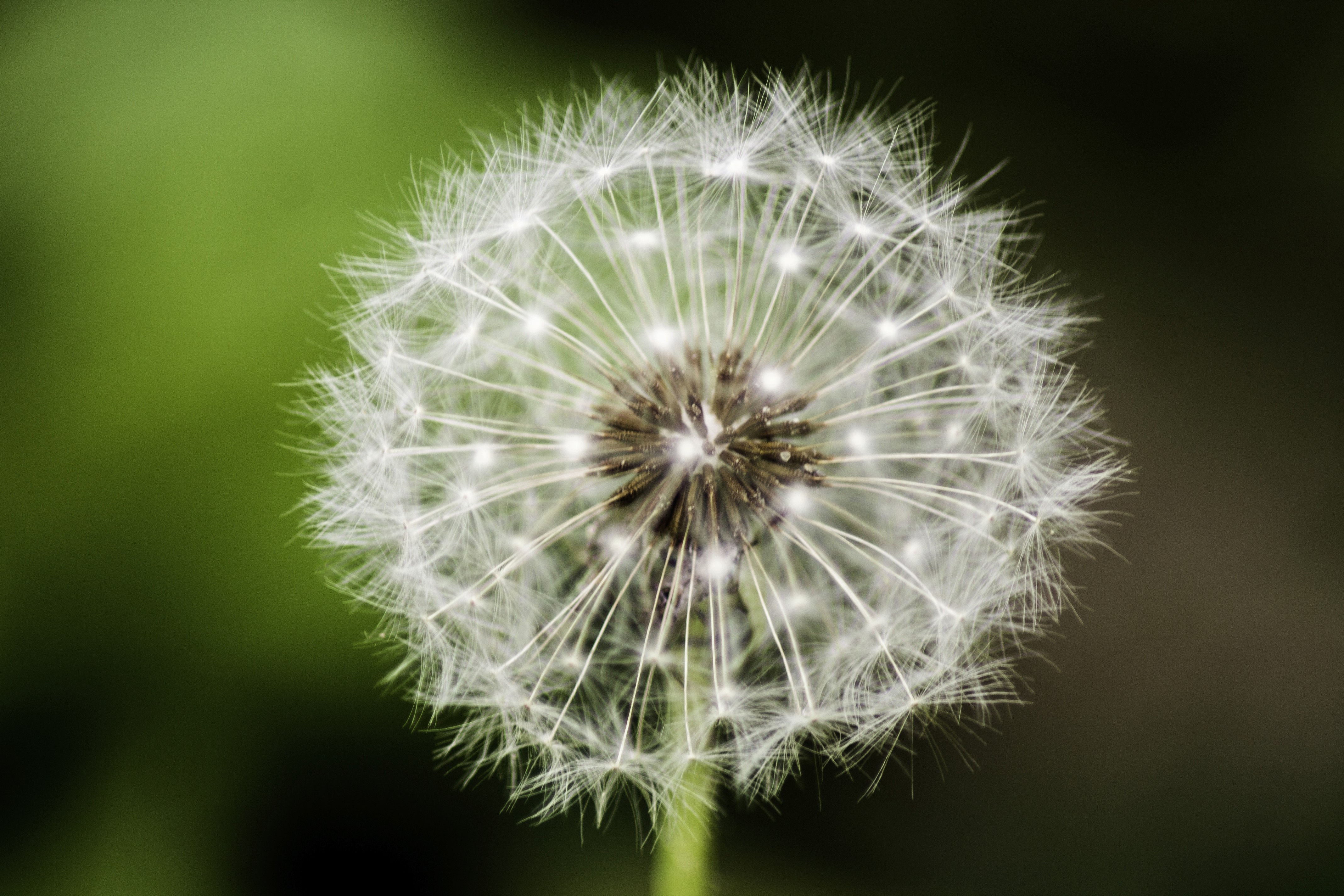 Close-up of a dandelion seed head on a green background.