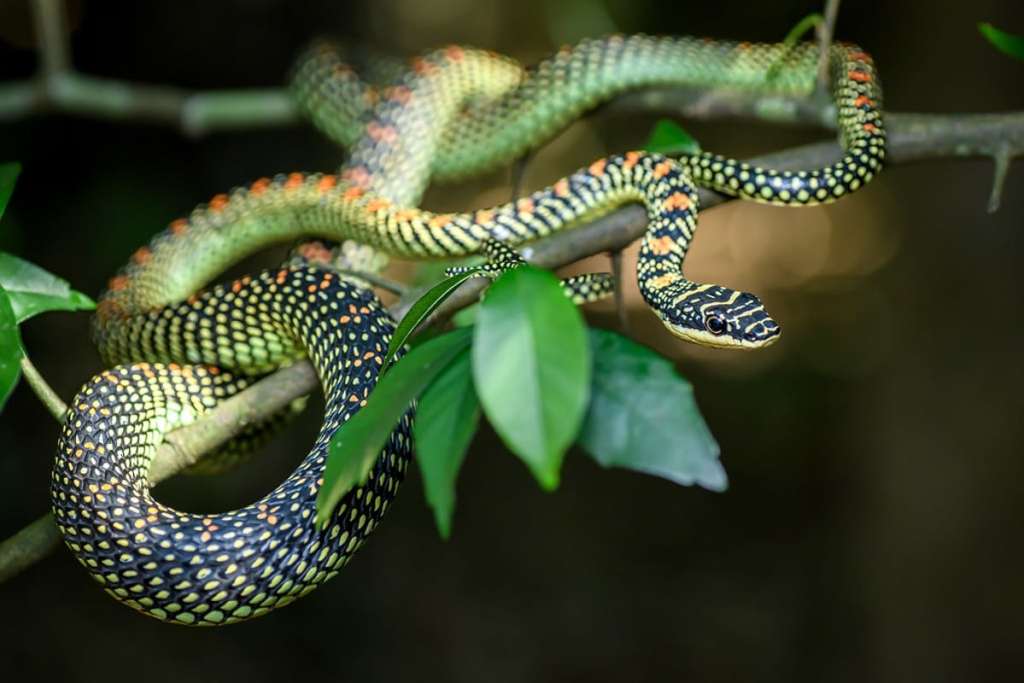 Snake on a branch, Khao Sok