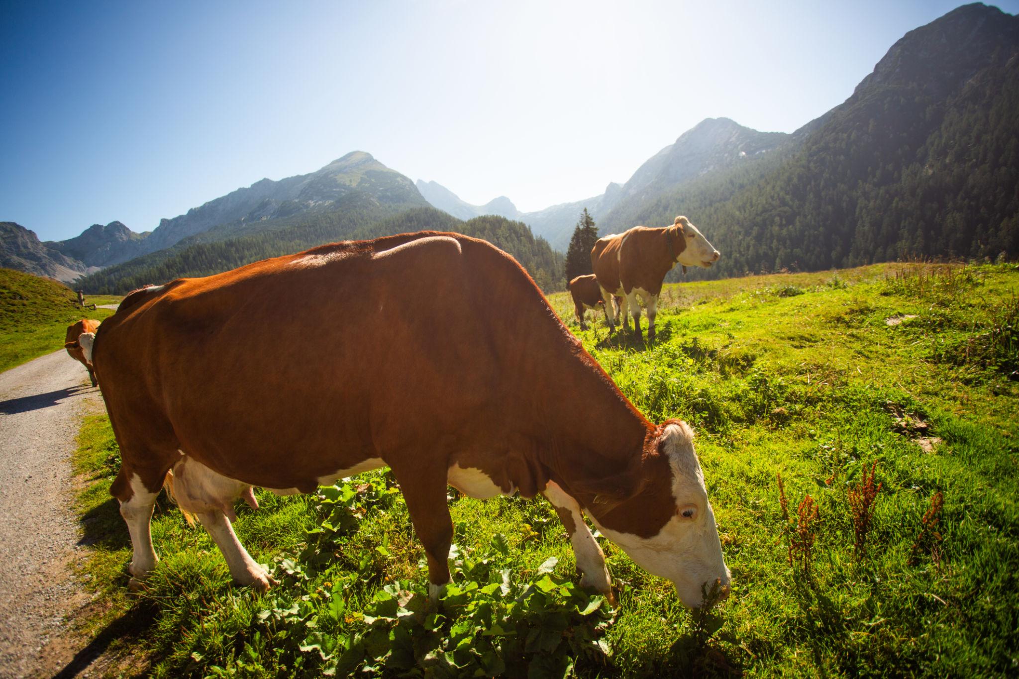 farm woman on laptop