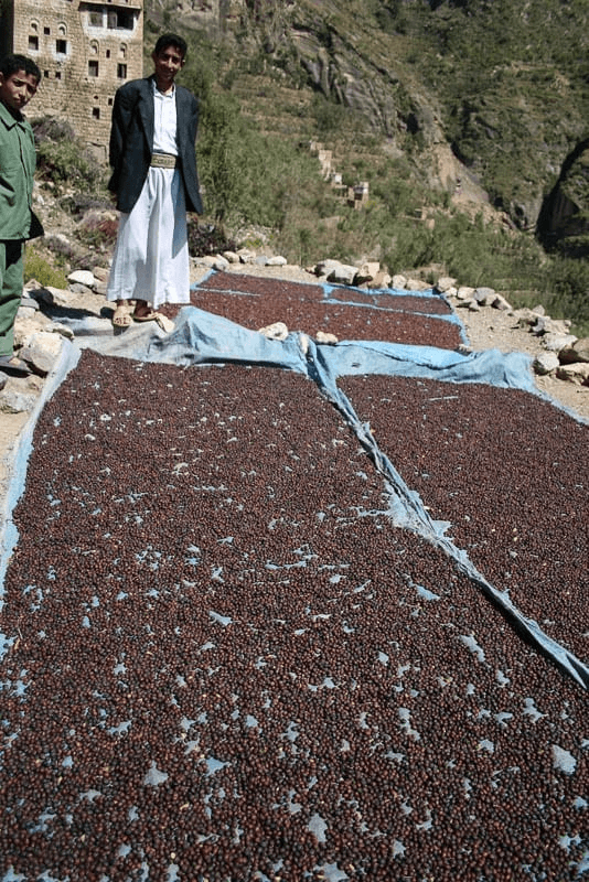 https://library.sweetmarias.com/yemen-citadels-of-harasi/