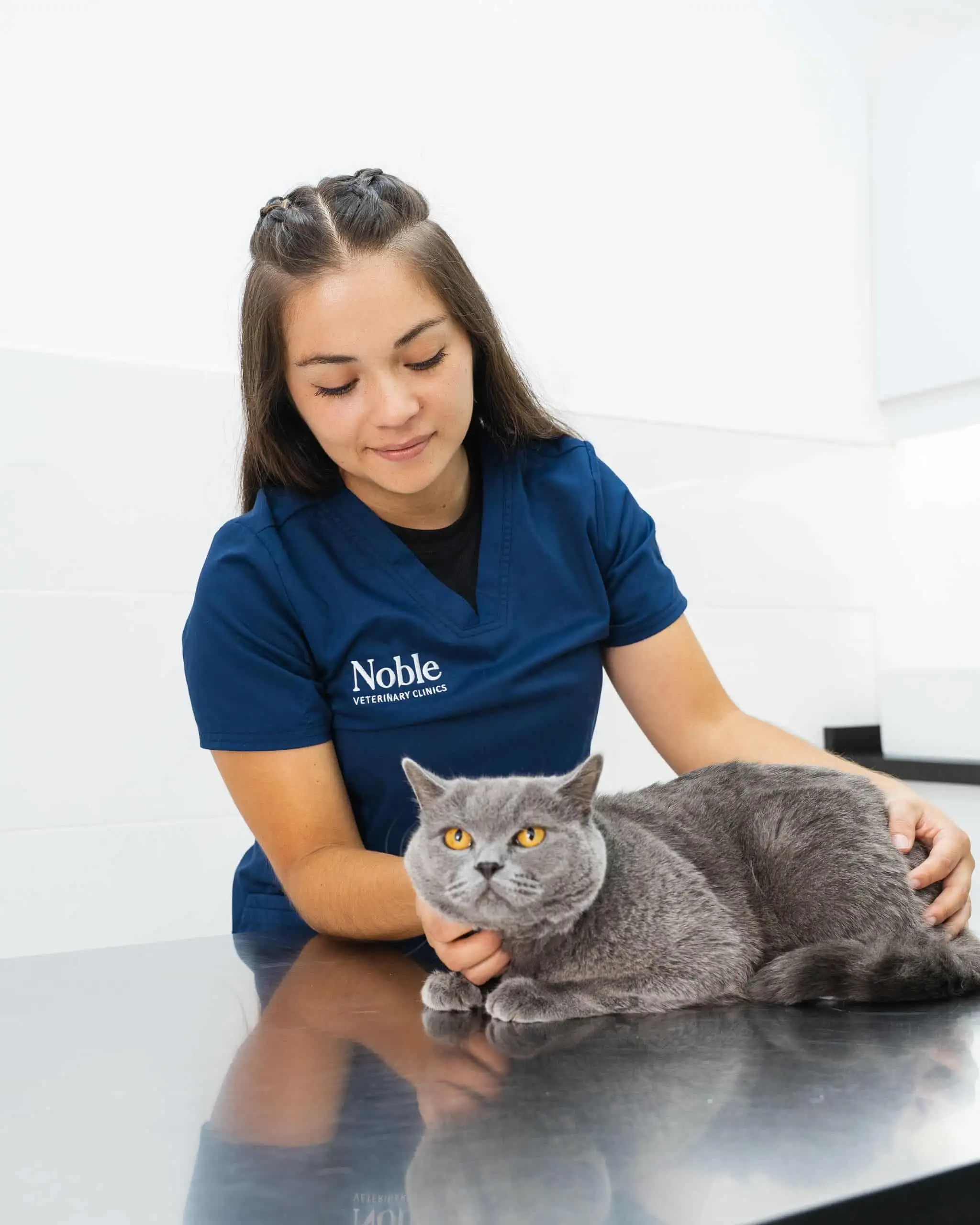 A veterinarian is examining a cat after the grooming session at the clinic.