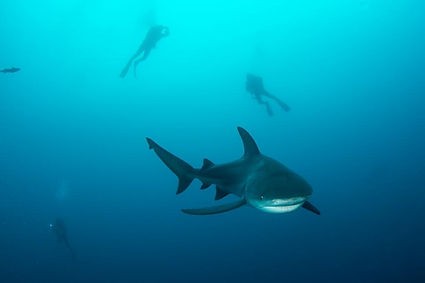 Shark Week
