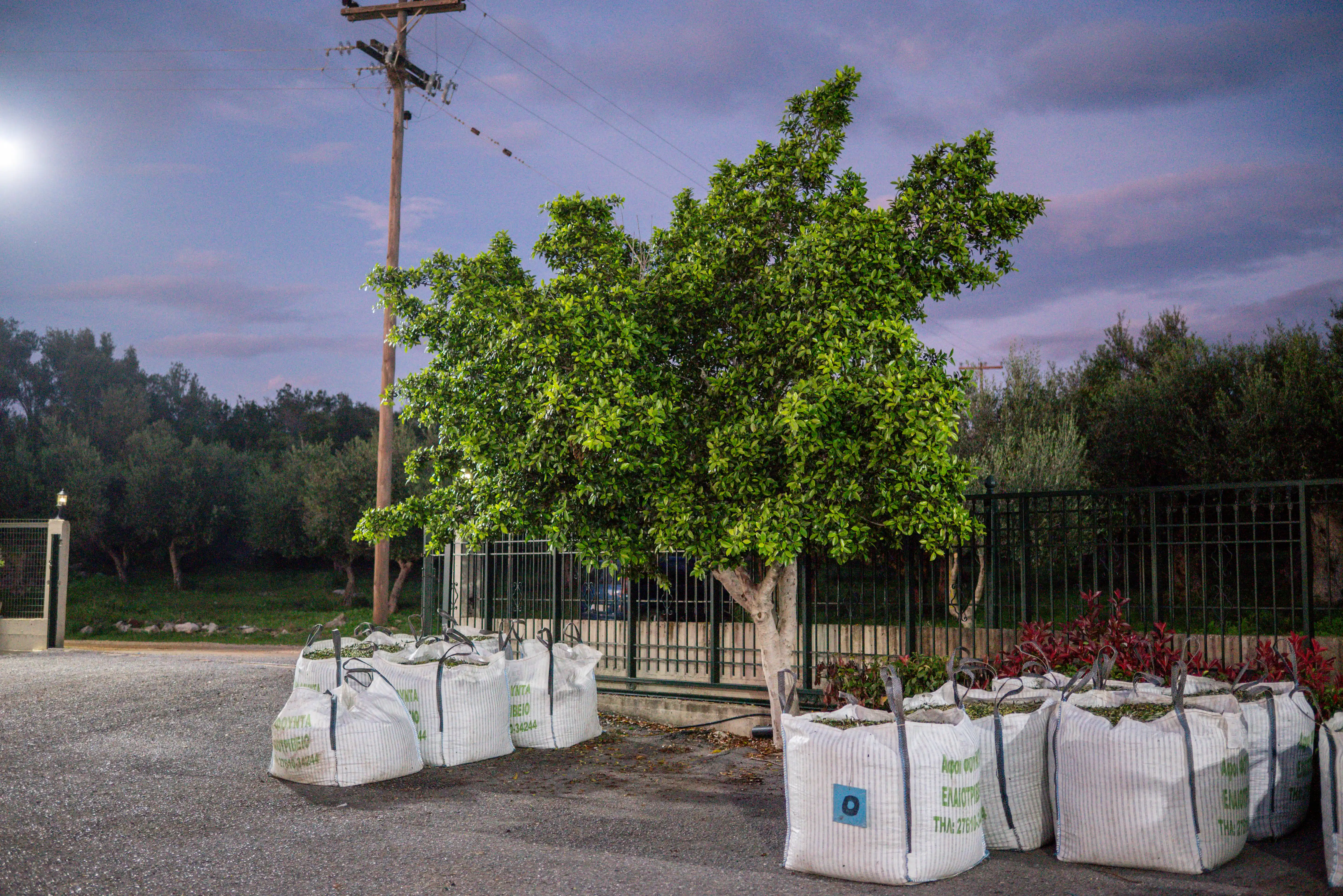 Sacks of freshly harvested Koroneiki variety olives outside Fountas olive oil mill in Filiatra, Messenia.