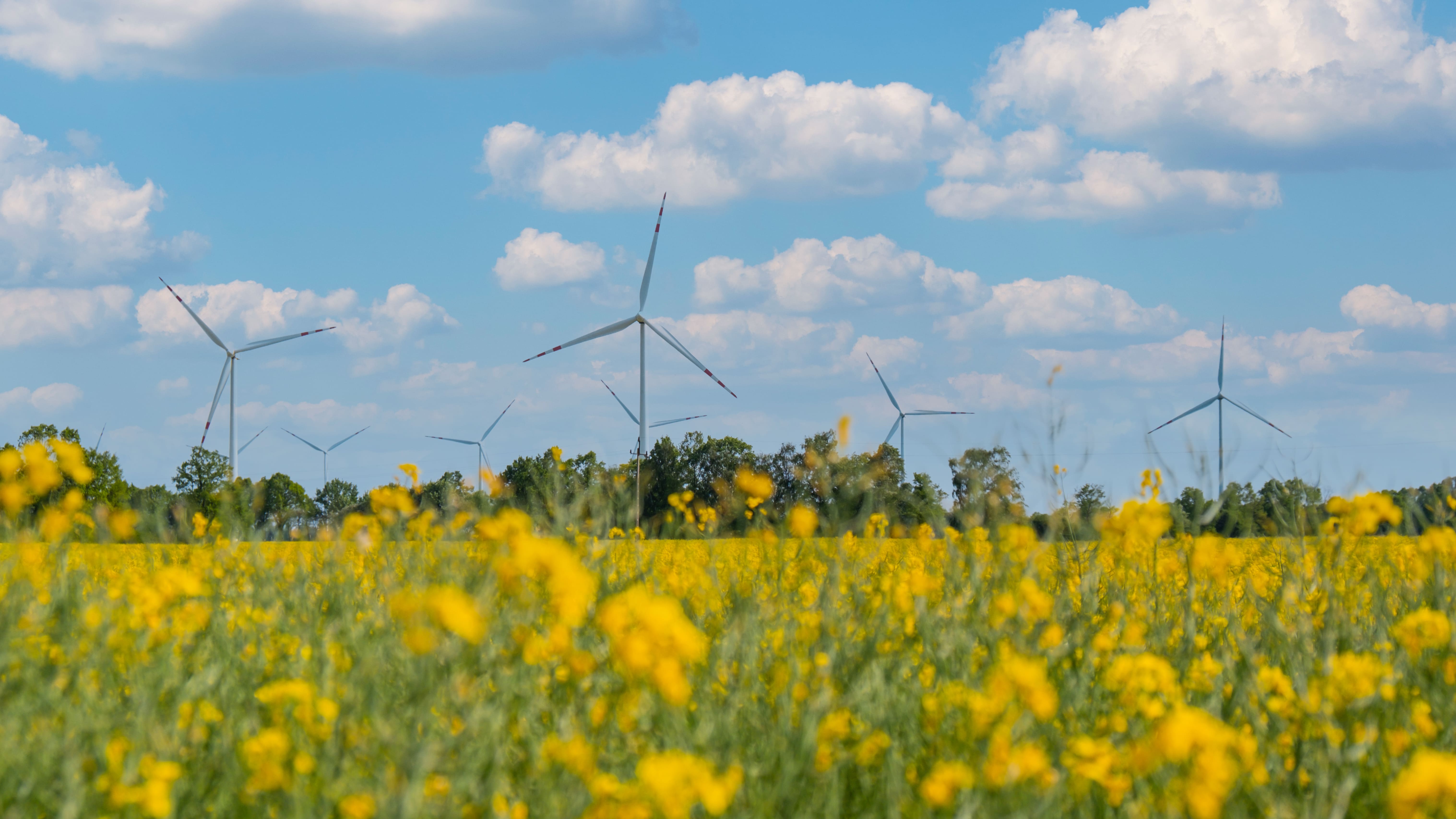 wind-turbines-in-field