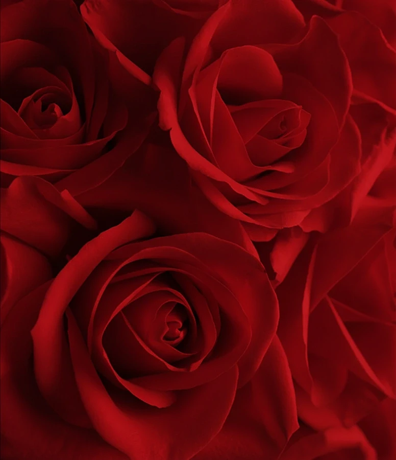 top view of bouquet of white rose