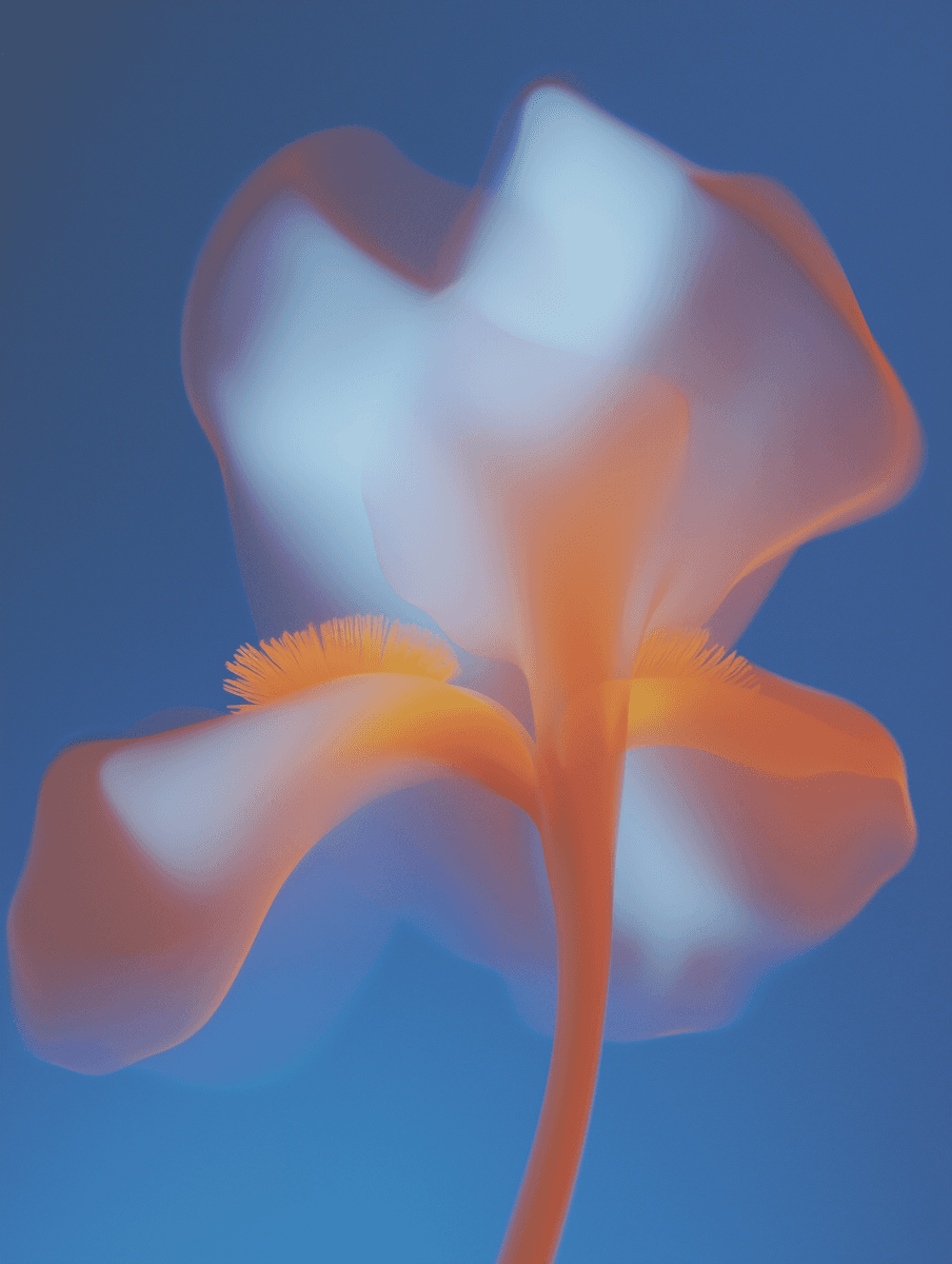 Abstract orange and white iris flower against a blue background.
