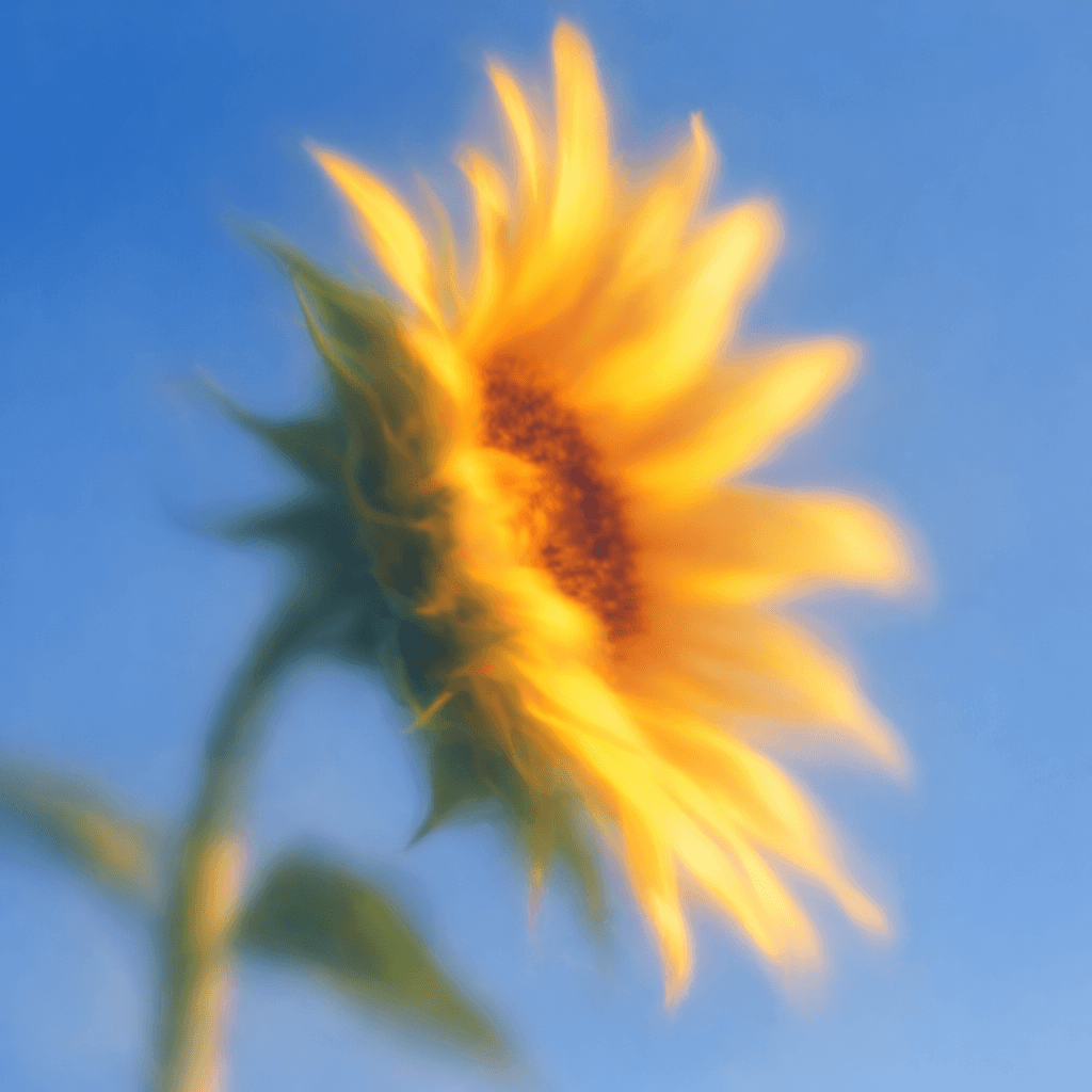 Soft pink daisy flower in dreamy pastel sky
