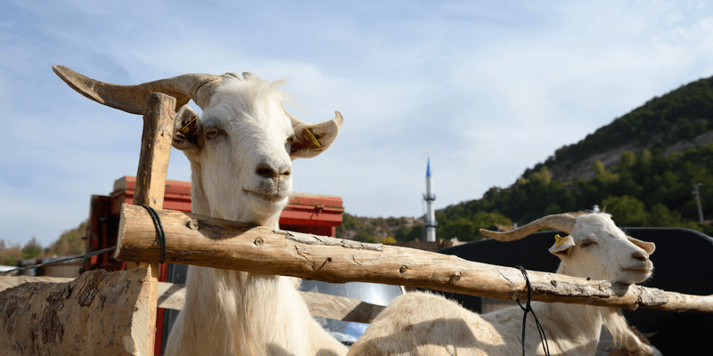 Sejarah Kambing Kurban