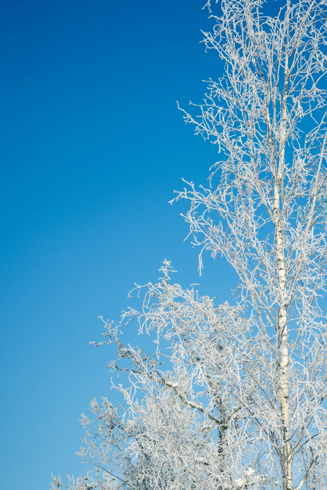 Betula pendula mit schlankem, hellem Stamm und fein verzweigten Ästen.