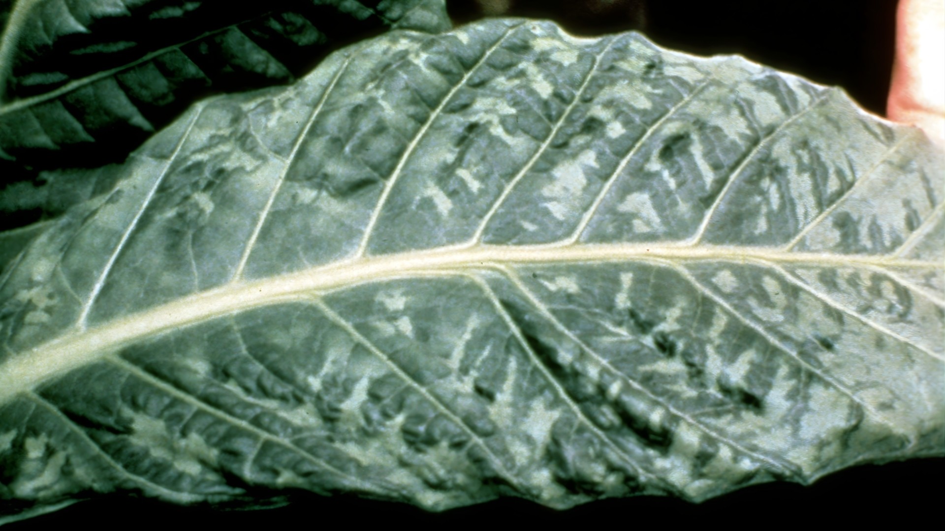 Tobacco Mosaic Virus