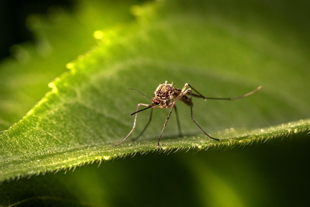 Image of a mosquito