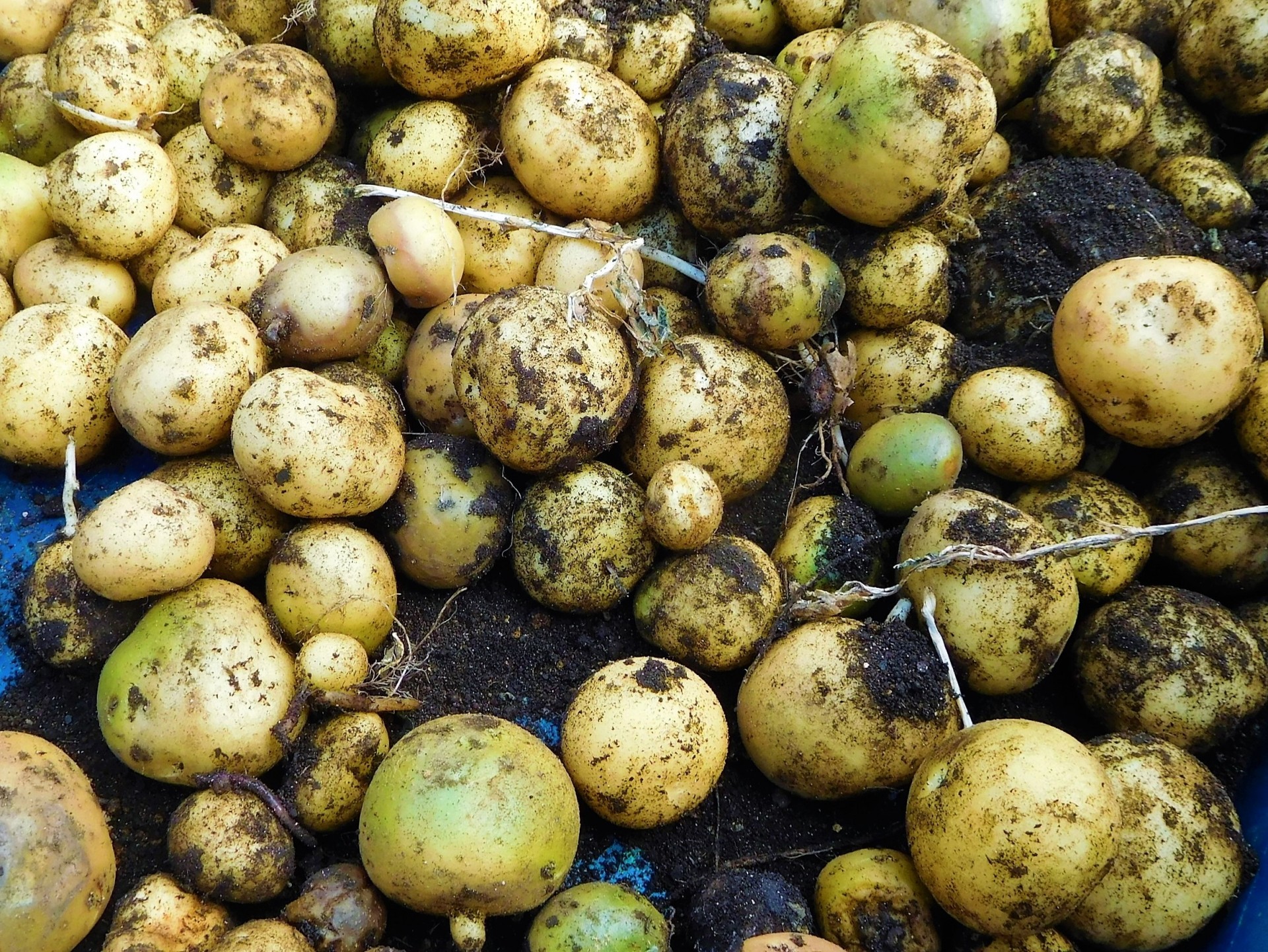 食べてしまったときの対処法