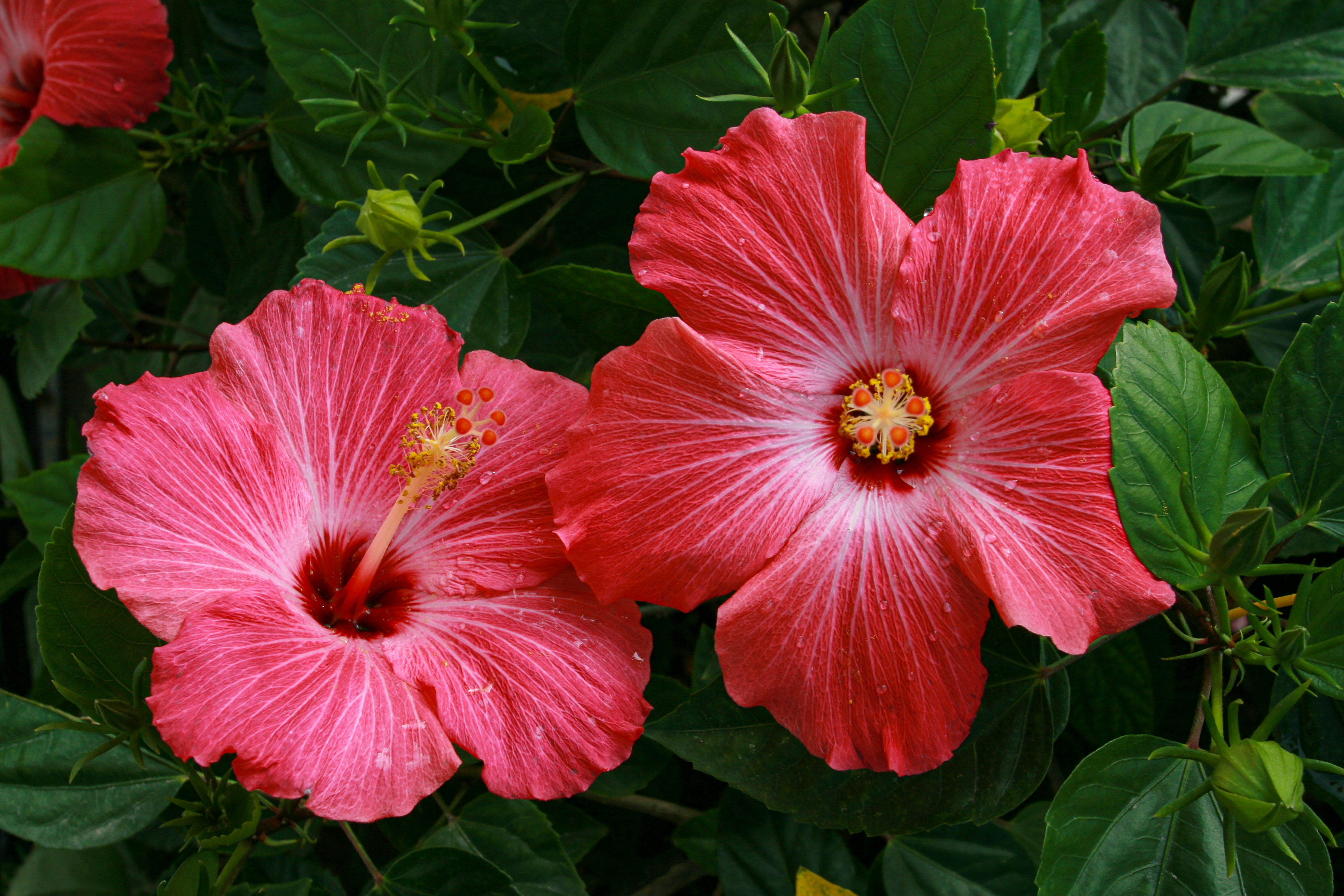 Photograph of two bright pink hibiscus flowers