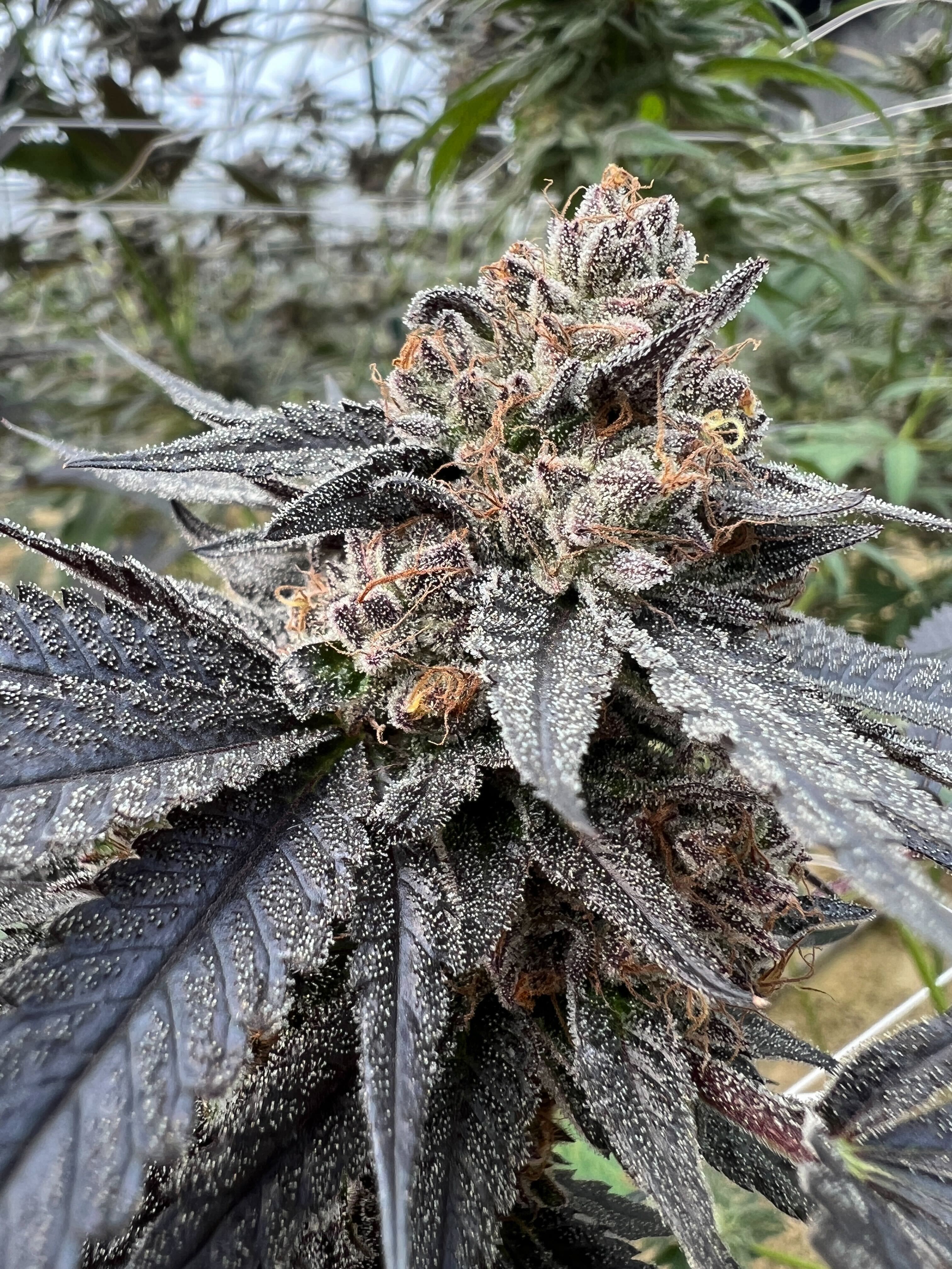 Sourdough cannabis flower — Sunkissed Farm, Windsor, Vermont