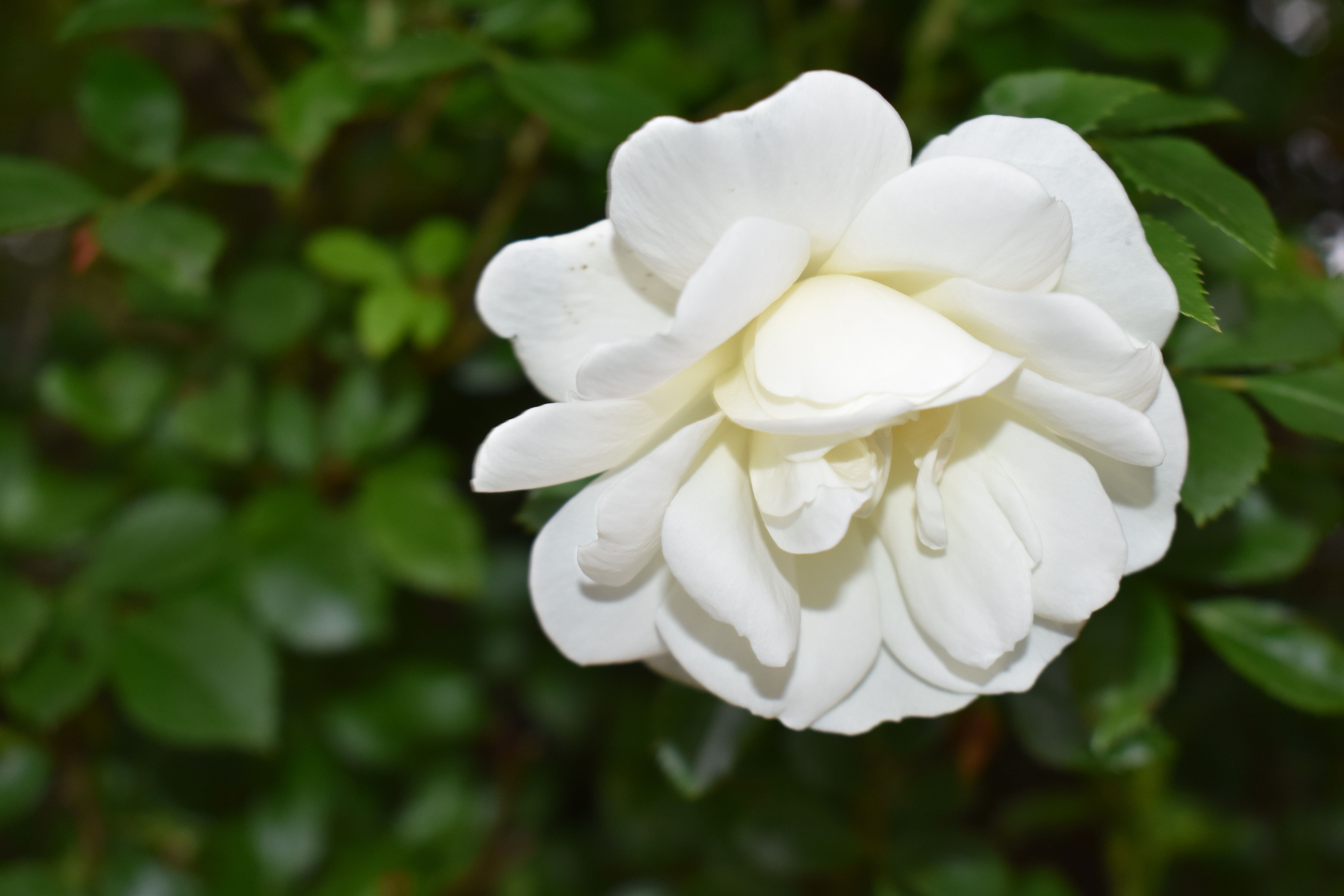 A close up image of a white flower 