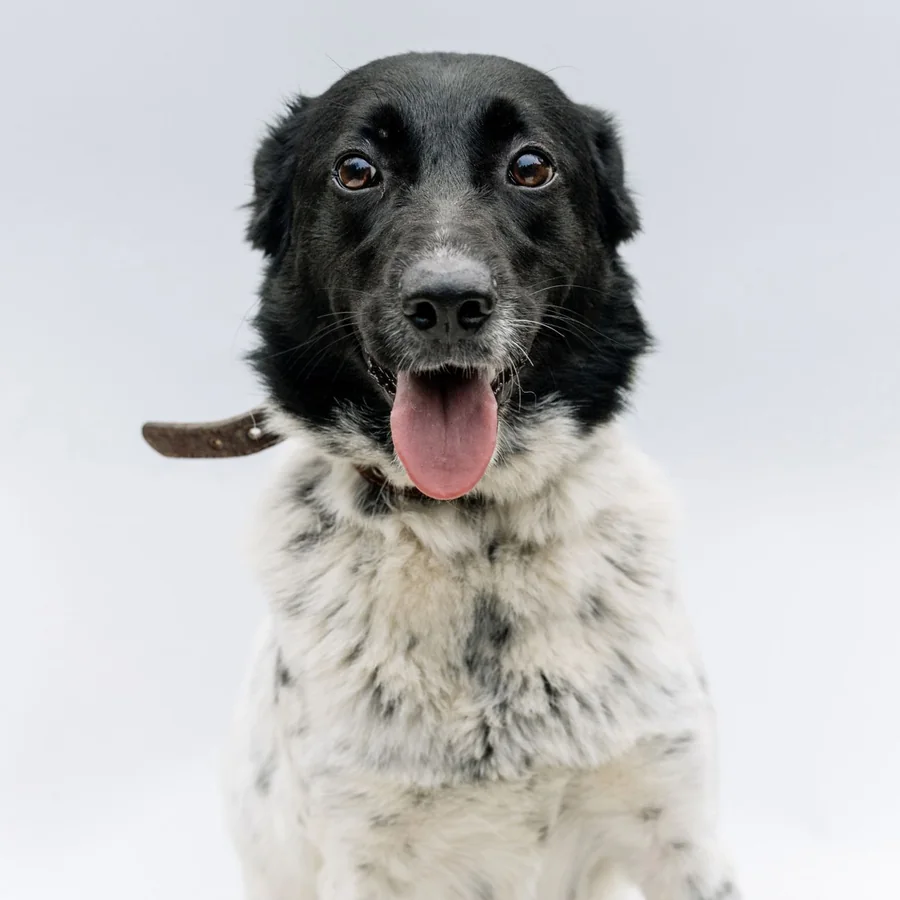 Juniper, a speckled spaniel