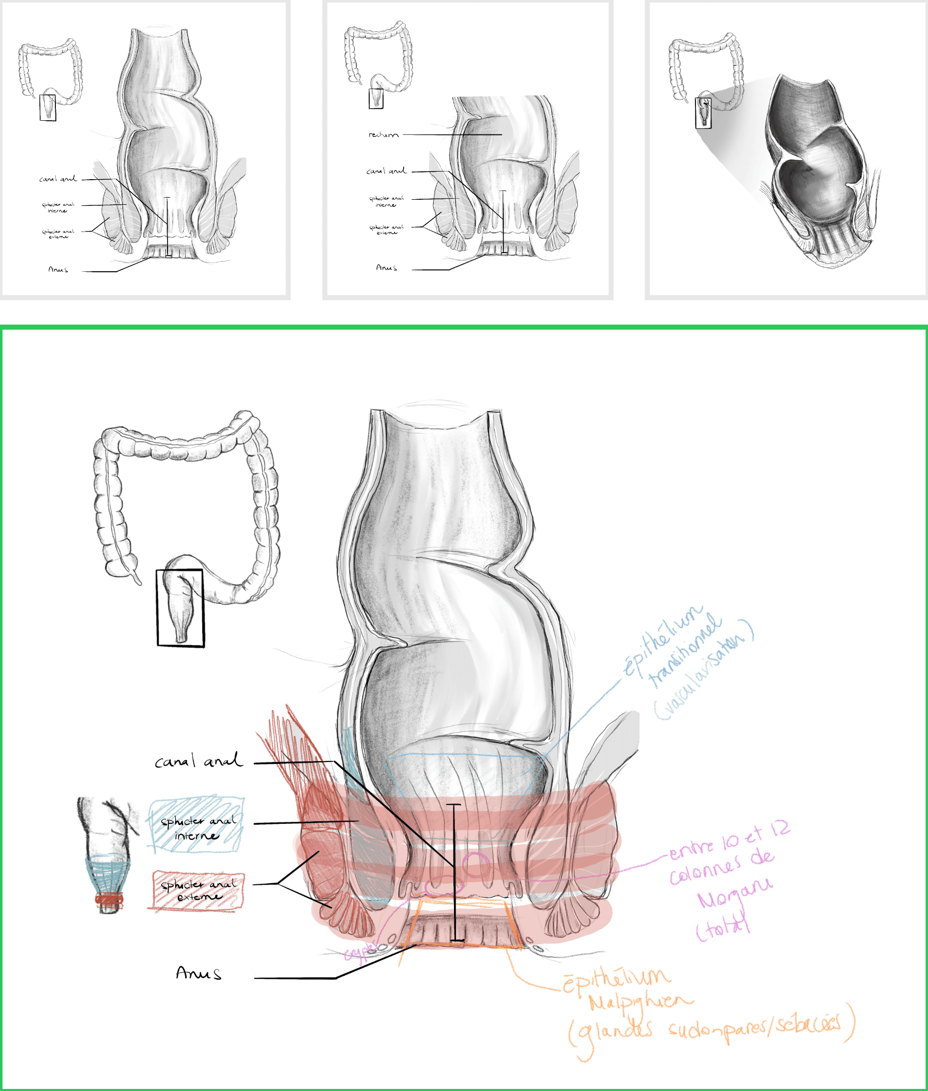 Esquisses de l'anatomie du rectum/canal anal/anus par Élodie Ouellet-Belleau, illustratrice scientifique.