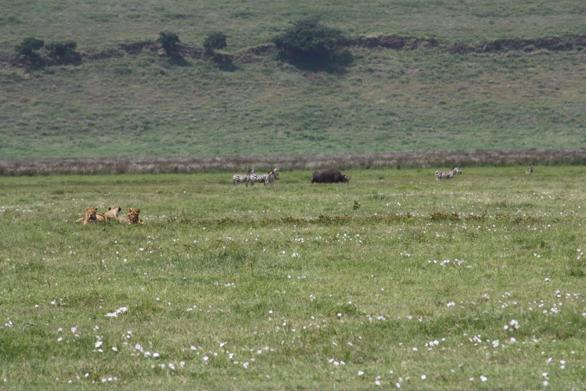 Uitzicht over de Ngorongoro-krater
