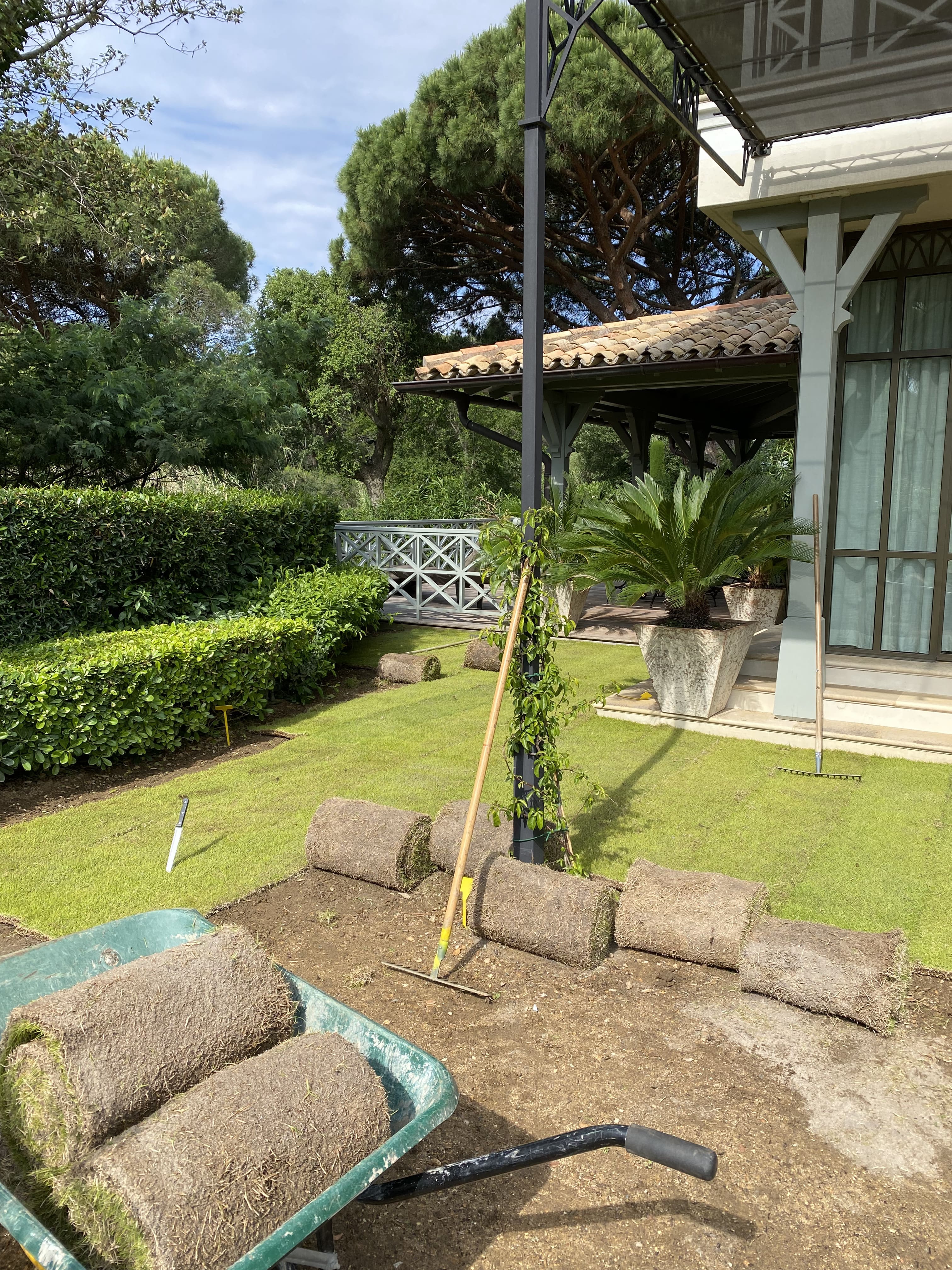 Élagage de pins parasols et taille d'arbres de grande hauteur par un professionnel au Lavandou, domaine du Cap Nègre.