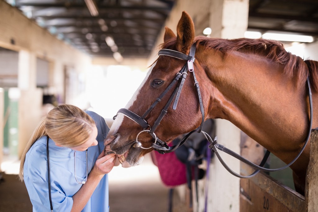 a couple of horses standing next to each other