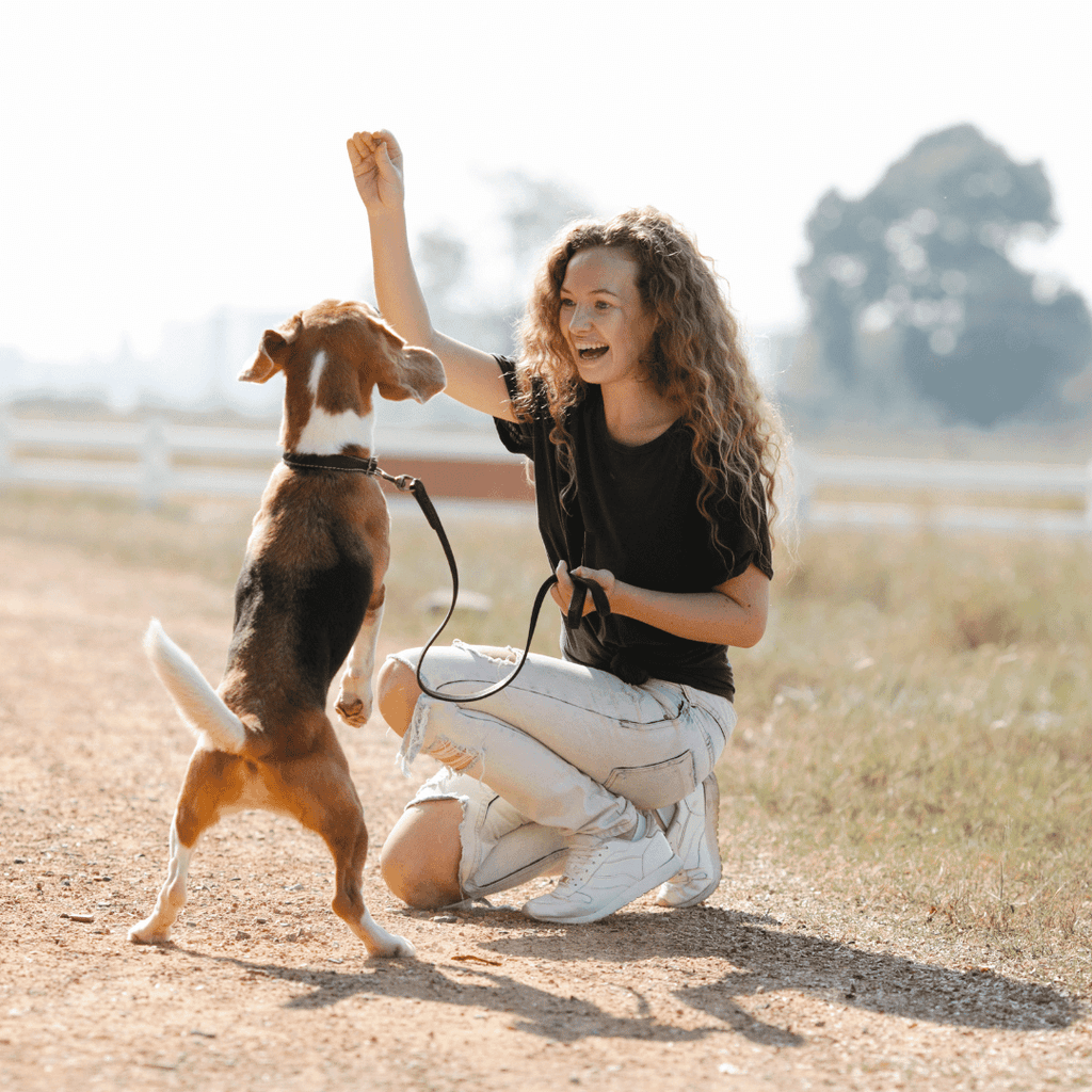 Perro feliz