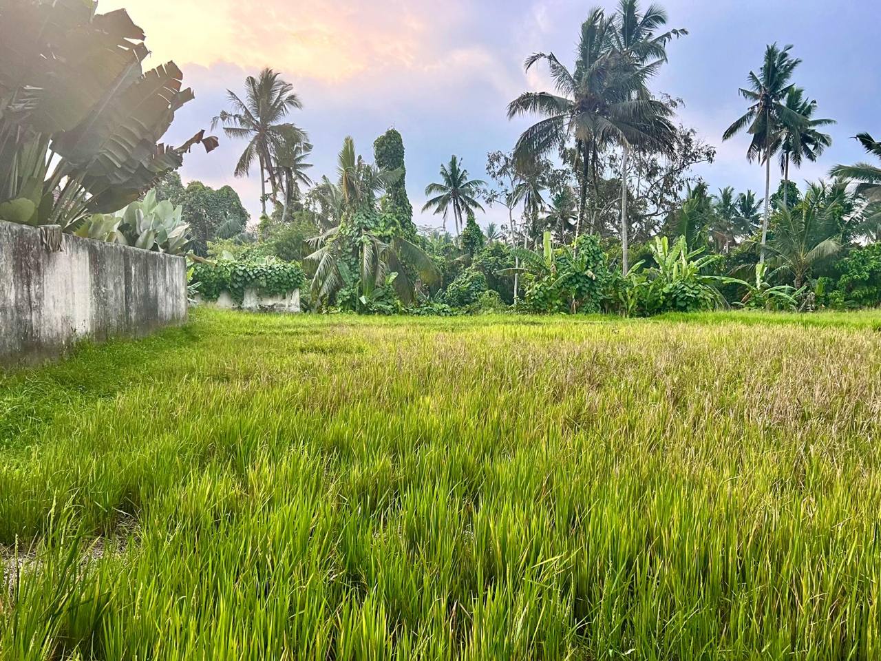 Land plot 730 m² in Ubud, Leasehold