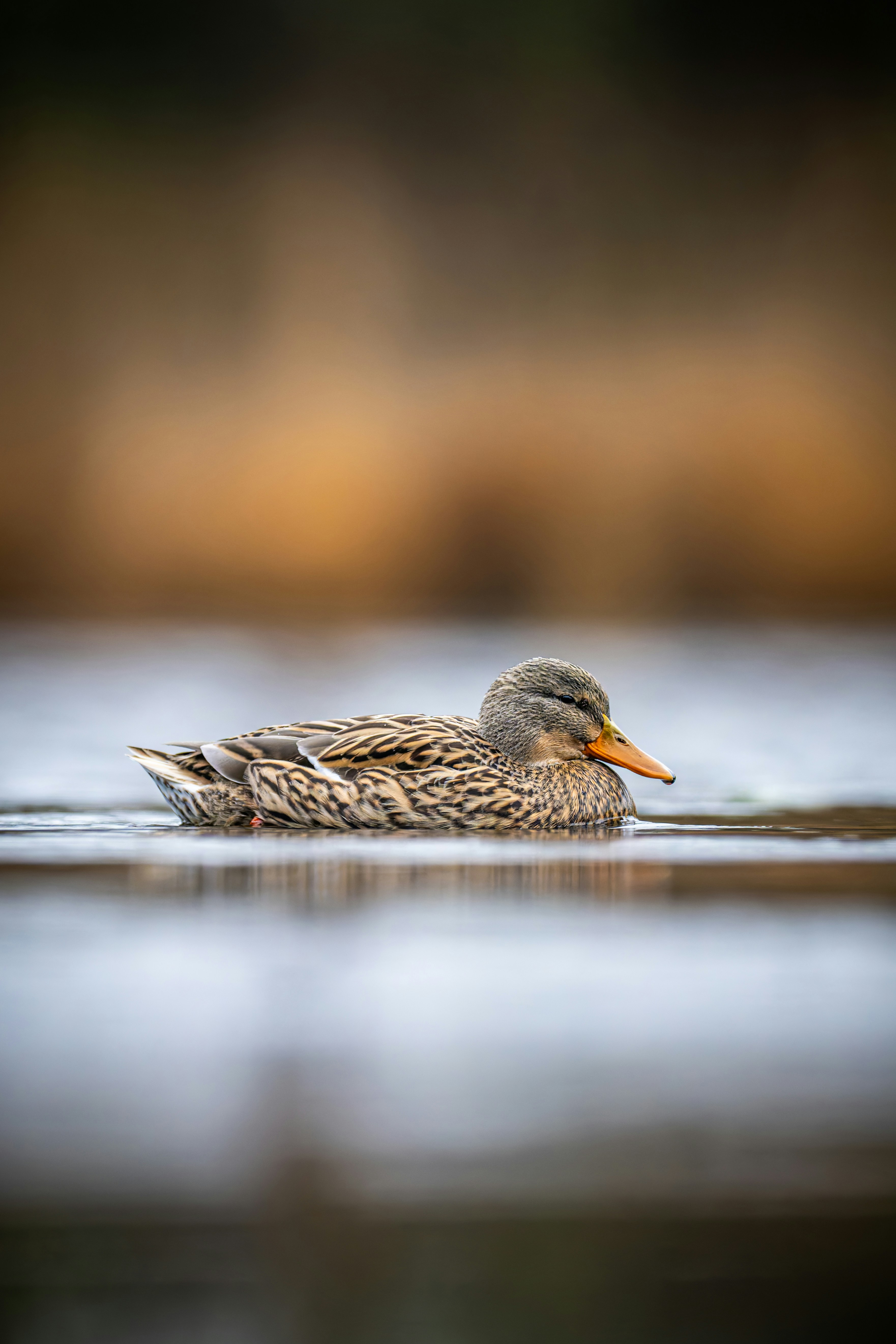 A duck swims peacefully on the water.
