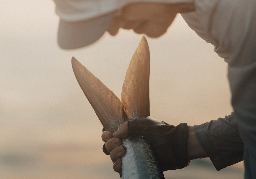 Angler holding a tarpon by the tail in golden light