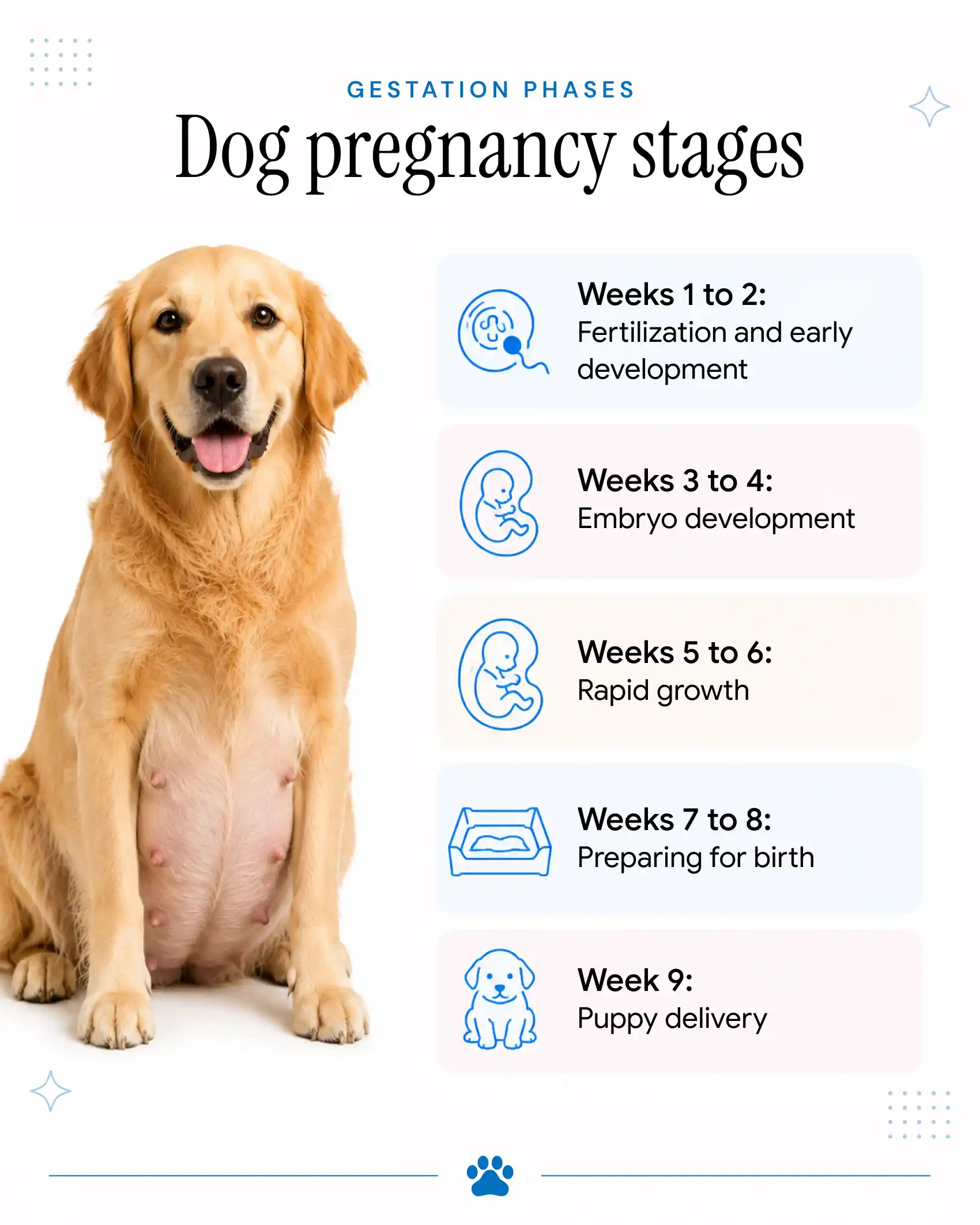 An infographic showing the stages of a dog's pregnancy period.