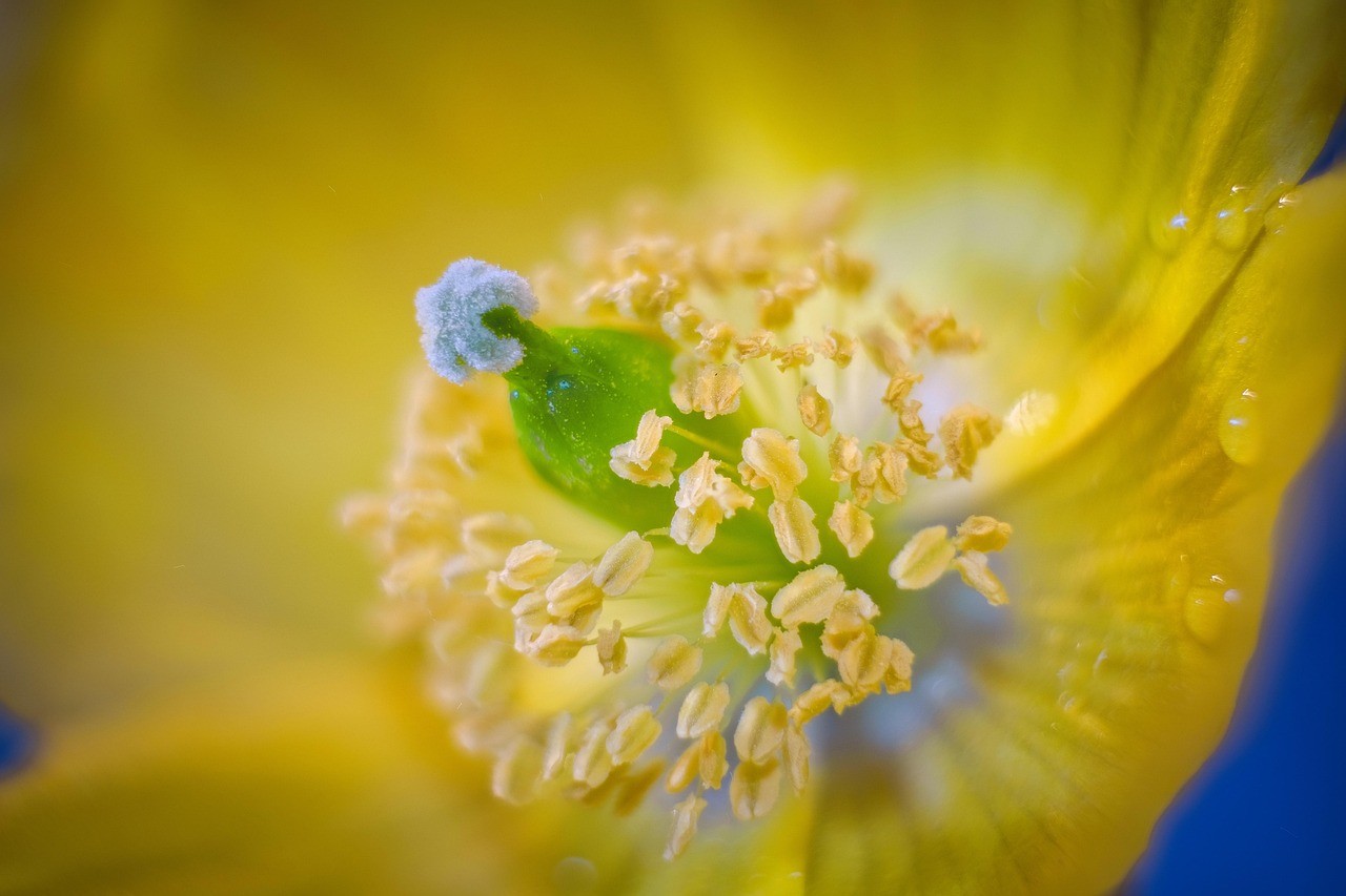 poppy,-pollen,-blossom,-bloom,-nature,-close-up,-plant,-bright,-bloom,-garden,-y - jwegscheider (pixabay)