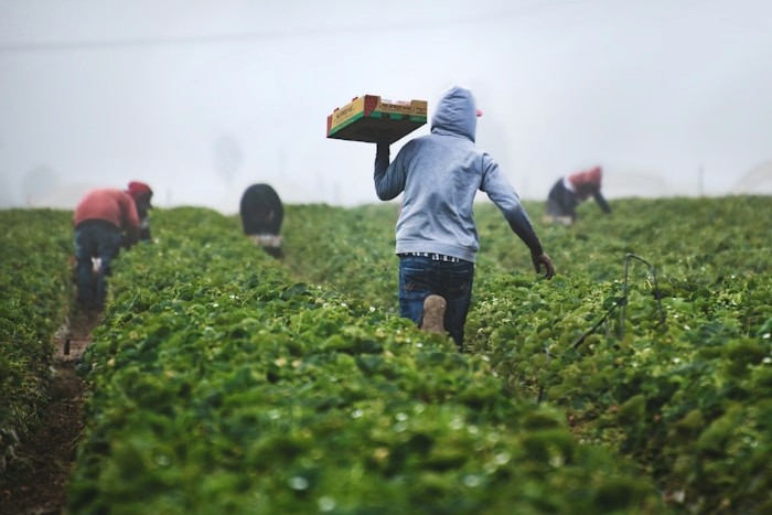 Agricultural workers harvesting