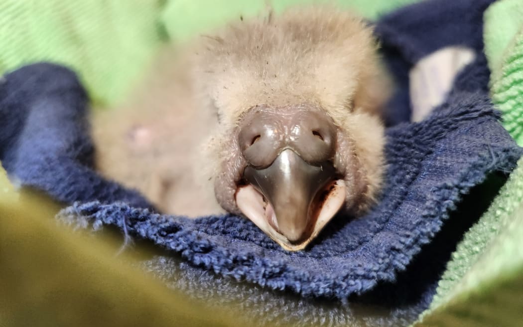 New Zealand's kākāpō hatches a record 100+ chicks in its best ever breeding season