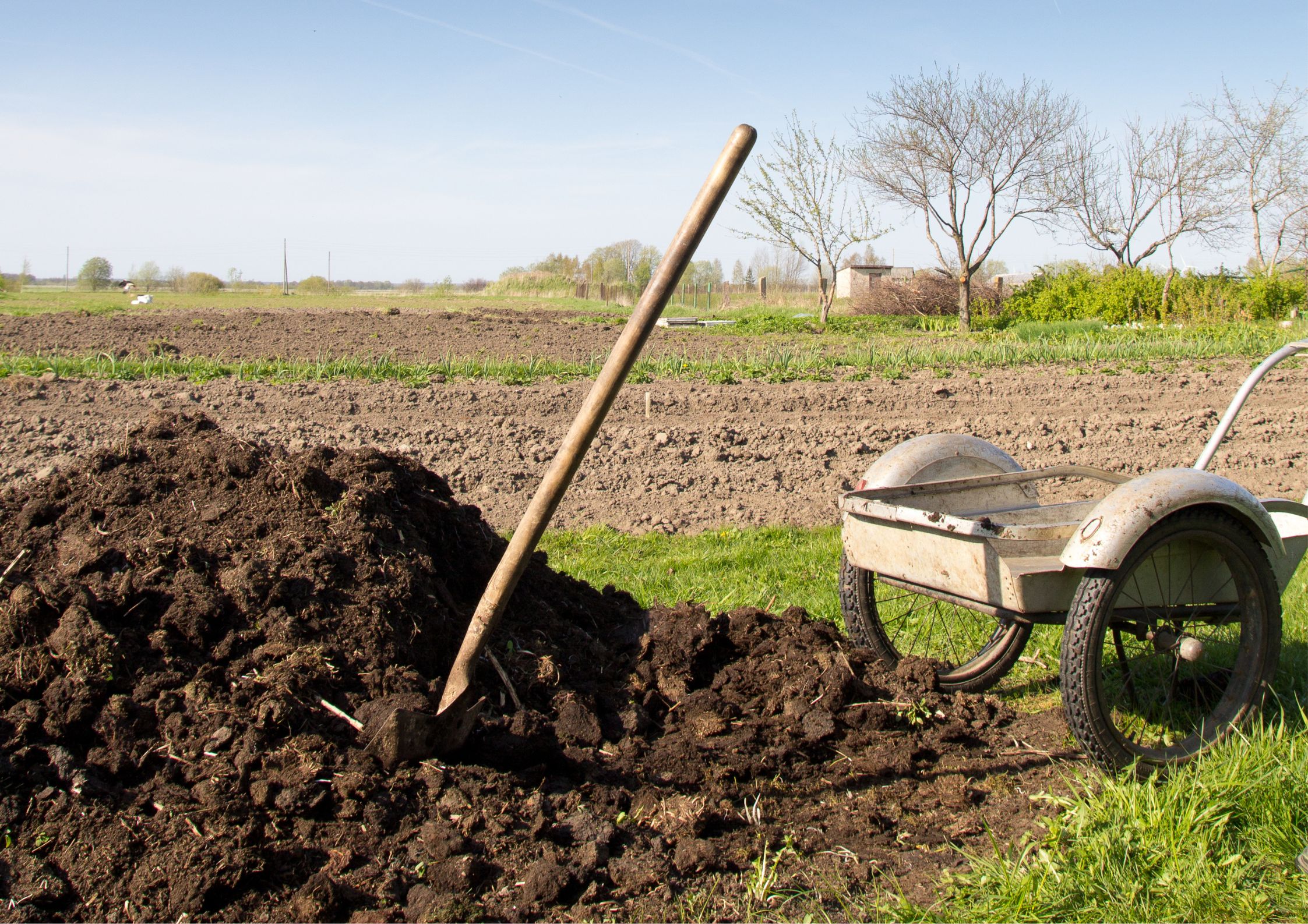 Spring sowing in an organic vegetable garden