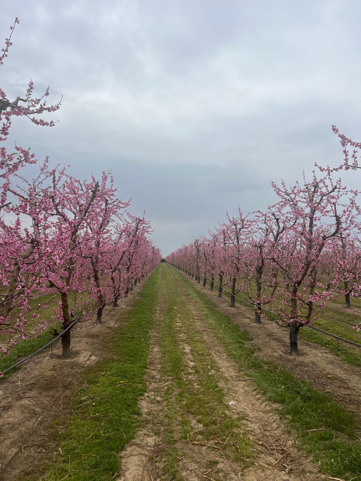 Nectarine orchard in spring, professional crop management.