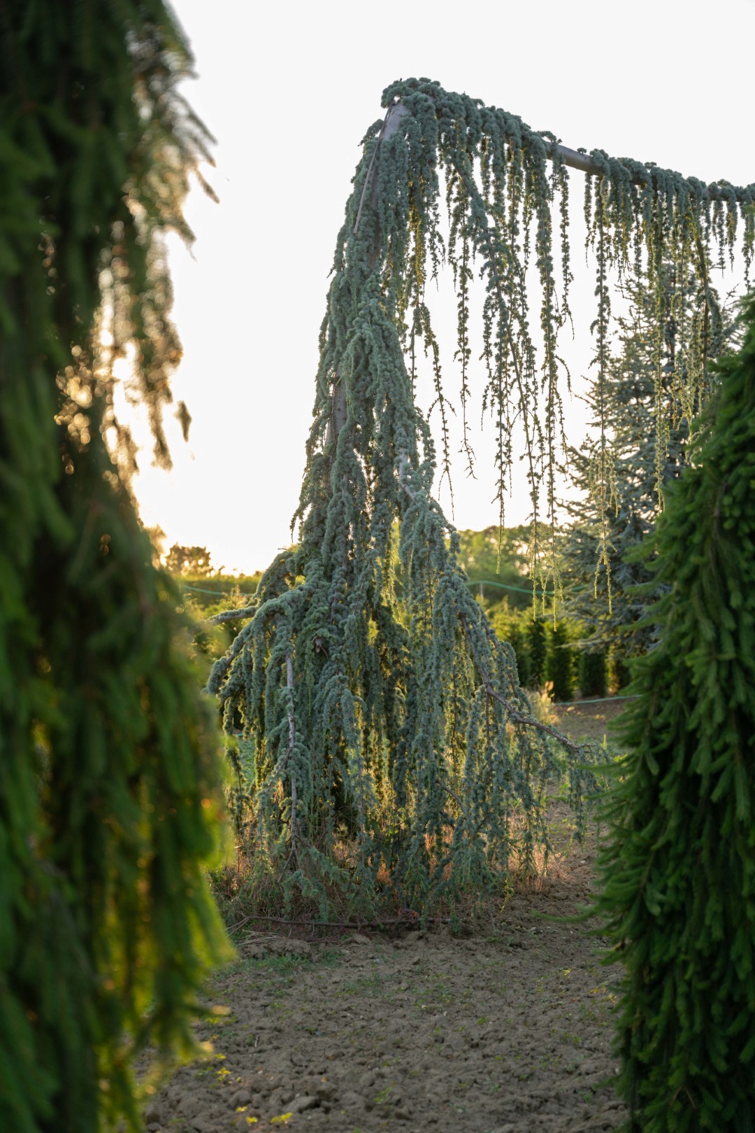 Cedrus ‘Glauca Pendula’ mit stark überhängenden, langen Zweigen und dichtem, blaugrünem Nadelkleid.