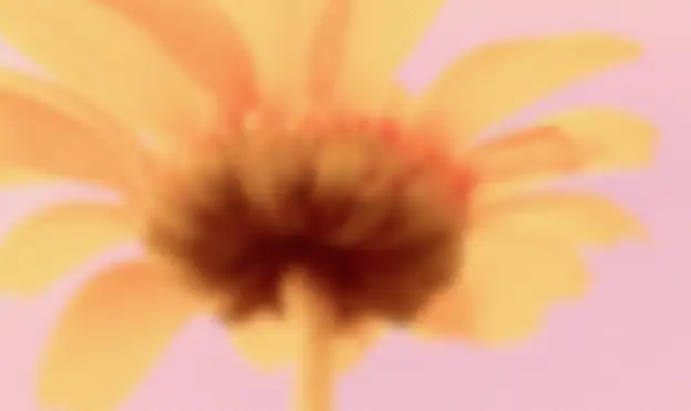 Age donut chart shown over orange petals