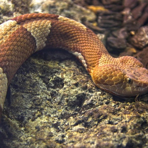 Una serpiente cabeza de cobre con un cuerpo marrón y bronceado con patrones yace sobre una superficie rocosa.