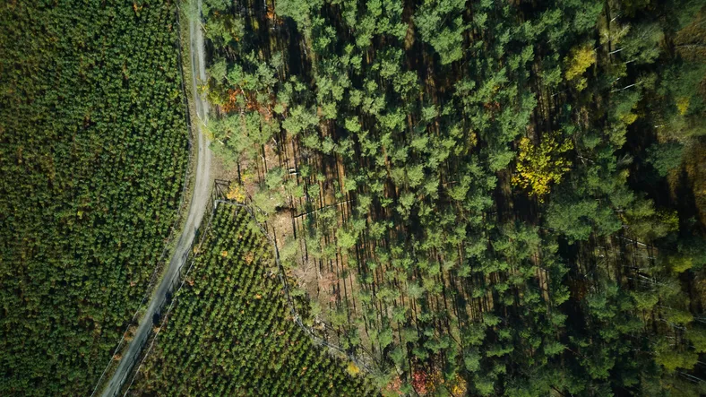 Carbon project suitability analysis for forestry land