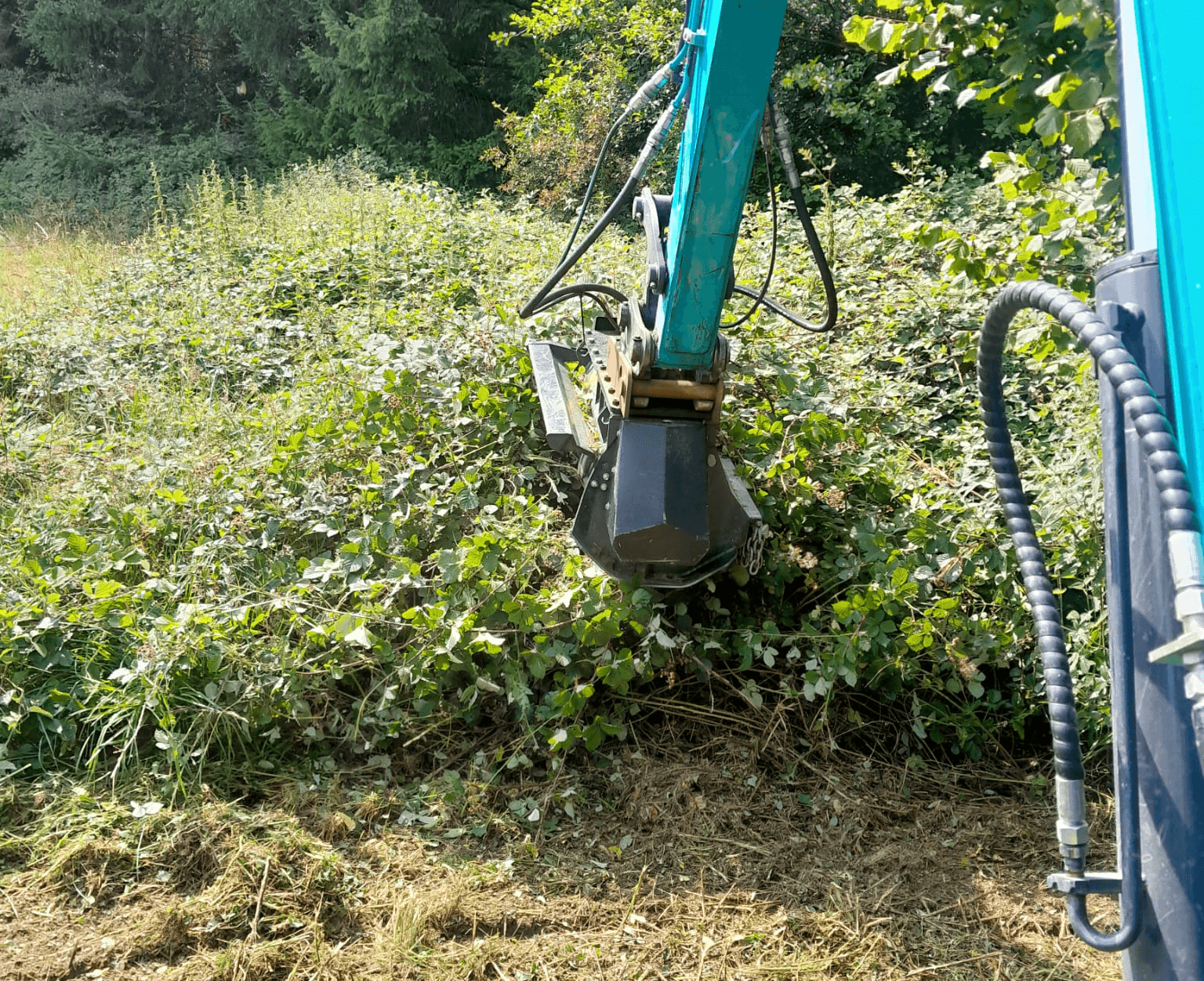 Bagger mulcht dichtes Gestrüpp auf einer verwilderten Fläche