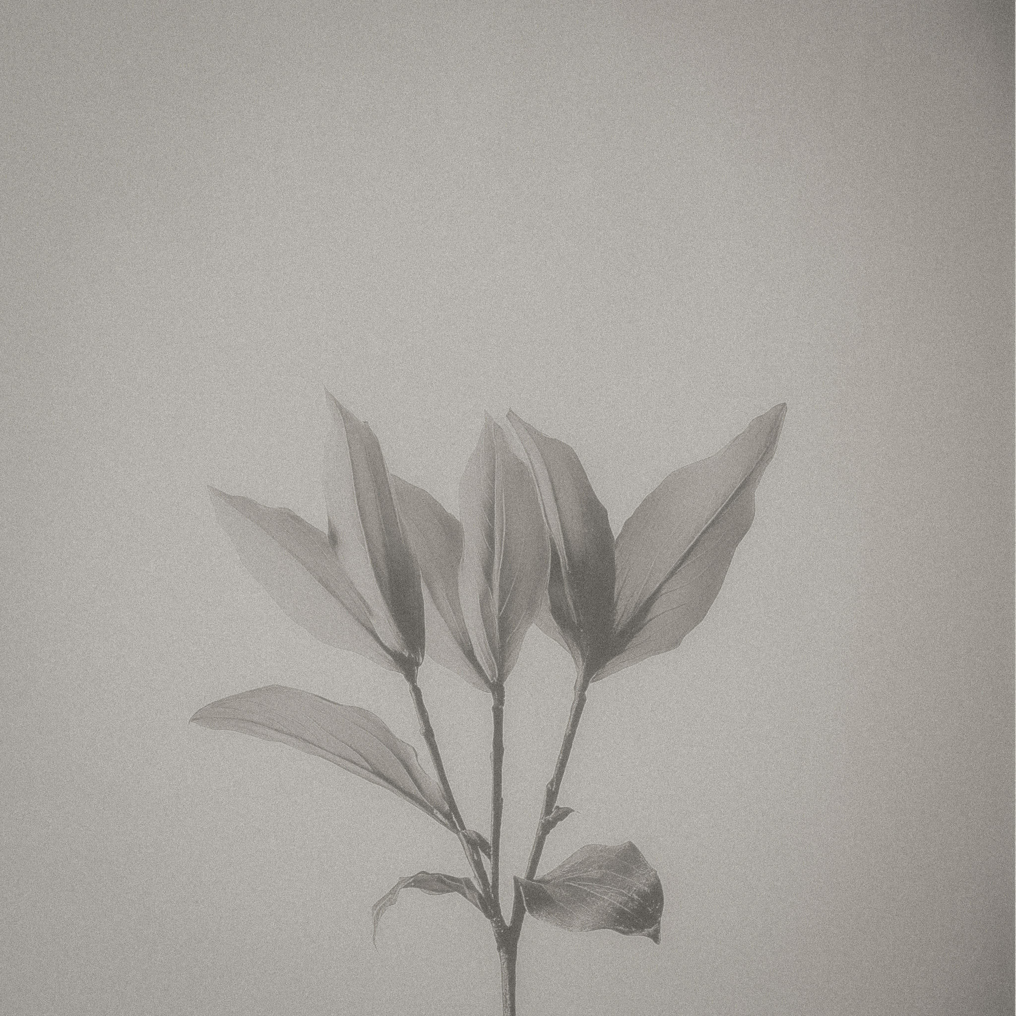 A monochromatic image featuring a trio of elongated leaves emerging from slender stems, set against a softly lit, textured beige background. The leaves, exhibiting a smooth surface and subtle veins, fan out elegantly, creating a striking contrast with the simple backdrop. The composition exudes a sense of tranquility and minimalism.